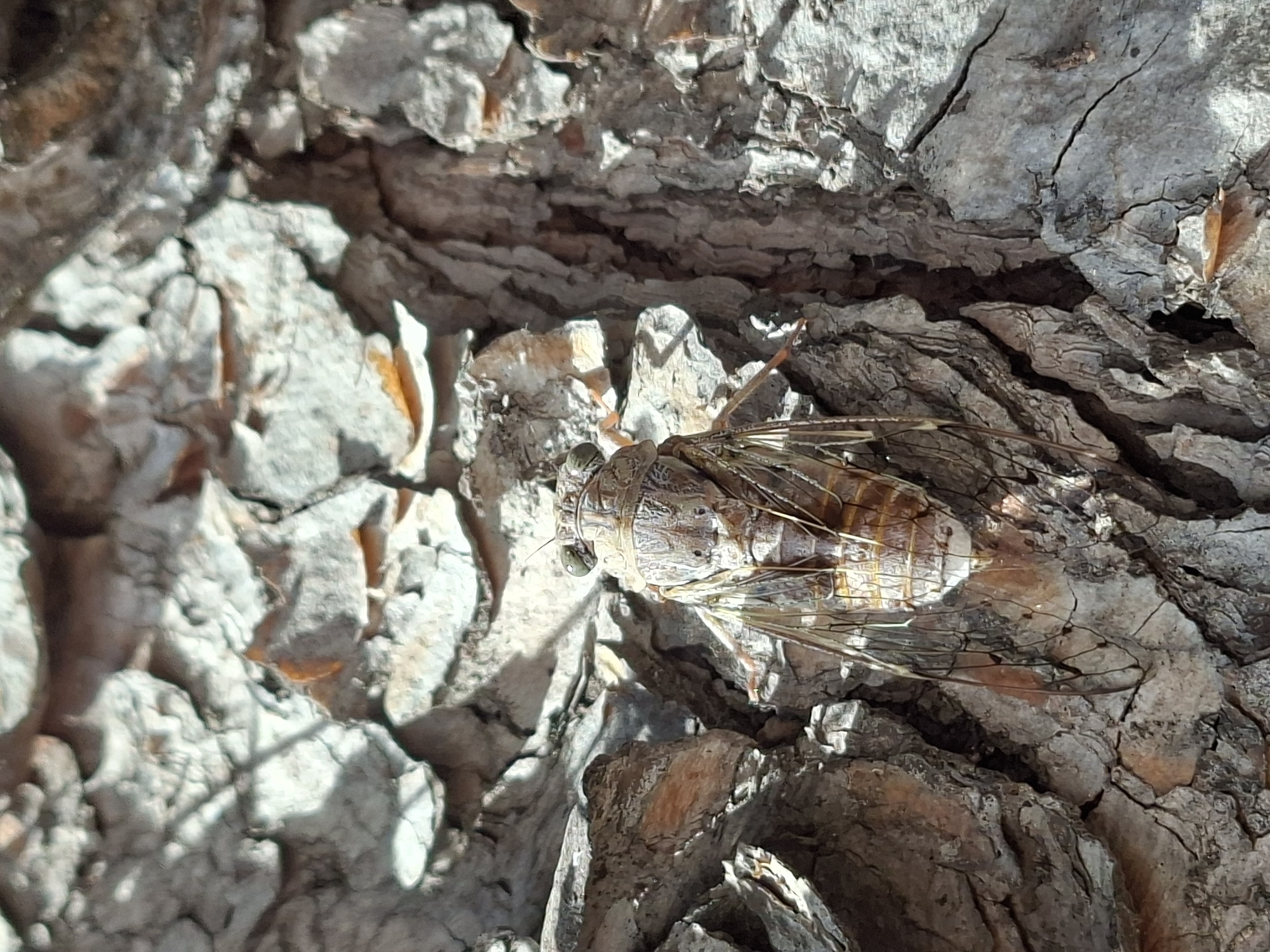 A cicada is clinging to the rough, textured bark of a tree. The cicada is positioned vertically, facing upwards. Its body is segmented and appears to be a mottled brown and grey color, providing camouflage against the bark. Its wings are translucent and folded along its back. The bark is grey and brown, with deep crevices and irregular surfaces. The lighting suggests it is daytime, with shadows cast by the bark's texture. The image is a close-up shot, focusing on the cicada and its immediate surroundings on the tree trunk. This scene is not specific to any particular location within the city of Torrevieja, Spain, as it depicts a common natural element found in many environments.