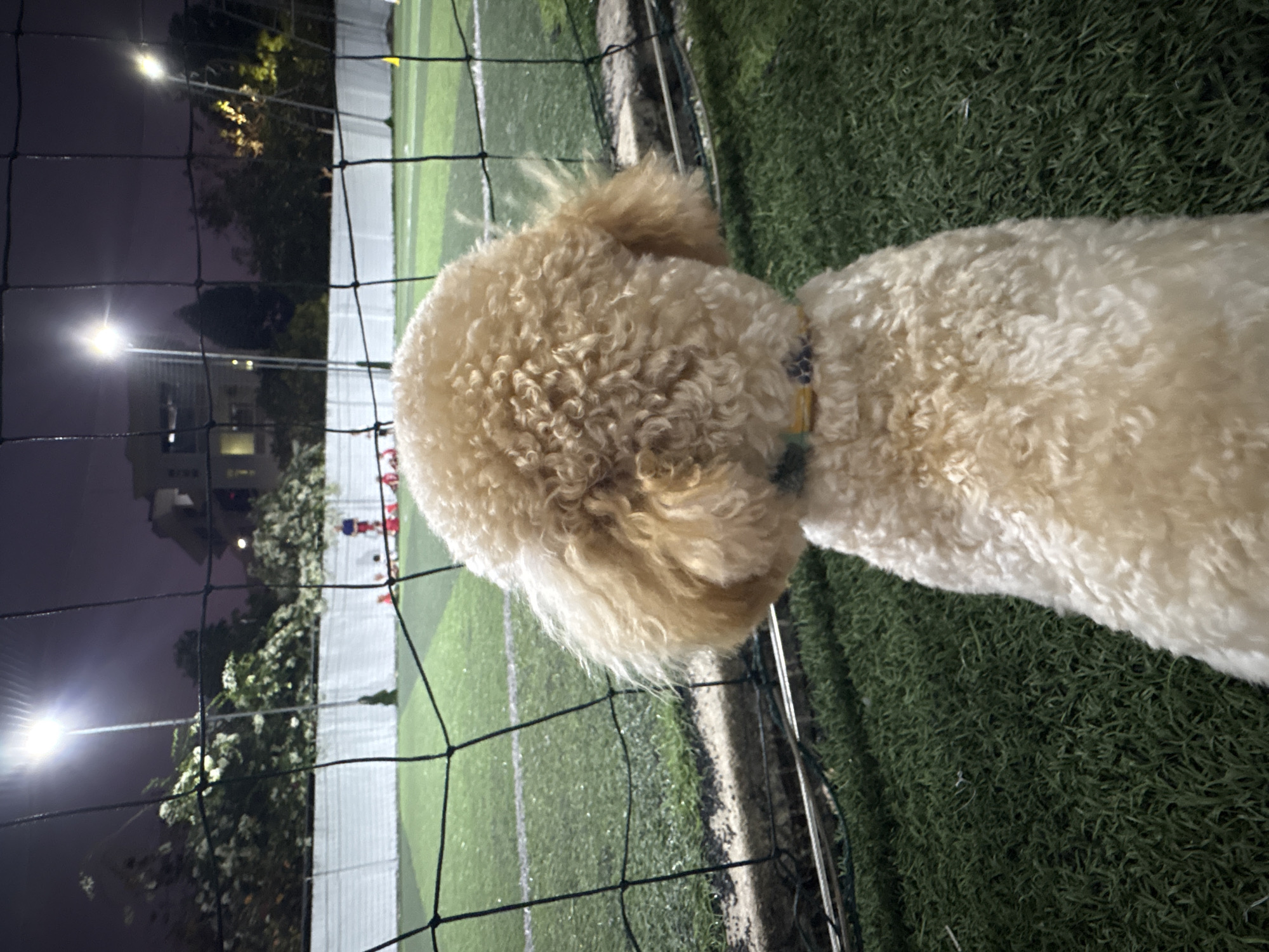 A tan-colored poodle stands on a green lawn, looking through a black mesh fence at an illuminated soccer field at night. Beyond the fence, there are trees and a building under street lights. Red figures are visible on the soccer field. The scene is illuminated. This photo was taken in Bắc Nha Trang, Vietnam.