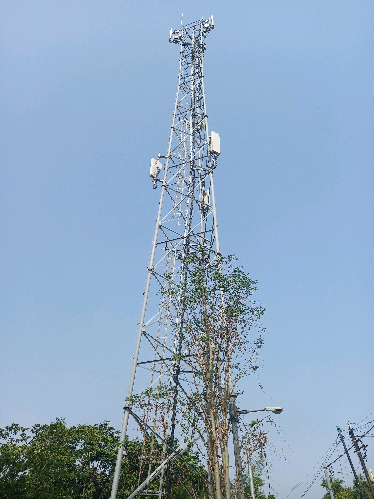 This image captures a telecommunications tower in Pemalang, Indonesia, against a clear blue sky. The tower is a tall, lattice structure with multiple antennas and equipment boxes attached at various levels. To the right of the tower, a street lamp is visible, its arm extending towards the viewer. In the foreground, lush green trees flank the base of the tower, with some dry vines also present. Electrical wires and poles are visible in the background to the right, indicating an urban or semi-urban setting. The scene is devoid of people. The lighting suggests daytime, with no harsh shadows.