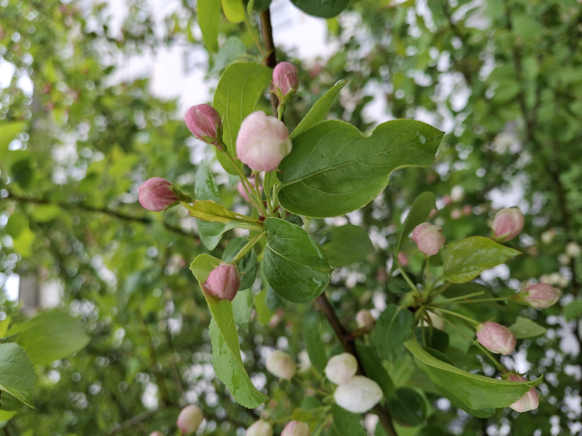 The image shows a close-up of an apple tree branch with leaves and pink flower buds. Some buds are starting to open and show white petals. The background is blurred, suggesting other branches and foliage. The location is Chaikovsky, Russia, as it was provided as context.