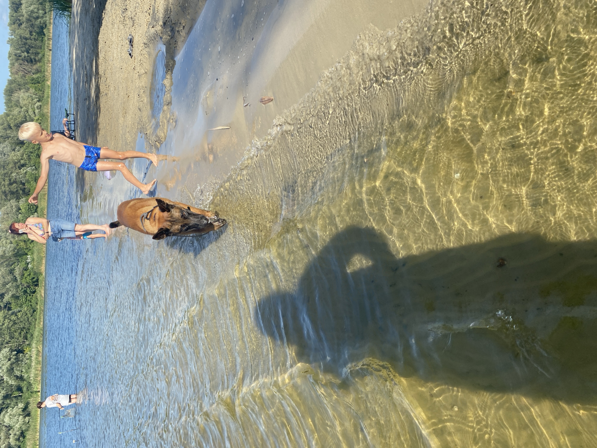 The image depicts a sunny day at a sandy beach on a body of water, possibly a river or lake, in Dnipro, Ukraine. In the foreground, a brown dog with a dark face and collar is walking through shallow, clear water, its shadow prominently cast on the rippled surface. A human shadow, larger than the dog's, is also visible in the water. Further back, a young boy in blue swim trunks stands on the sand, reaching out his arm as if playing. To the left and slightly further back, two individuals are in the water; one woman in a bikini top and denim shorts is on the shore, holding a phone to her ear, and another person in the background appears to be fishing. The background shows a dense line of green trees bordering the water.