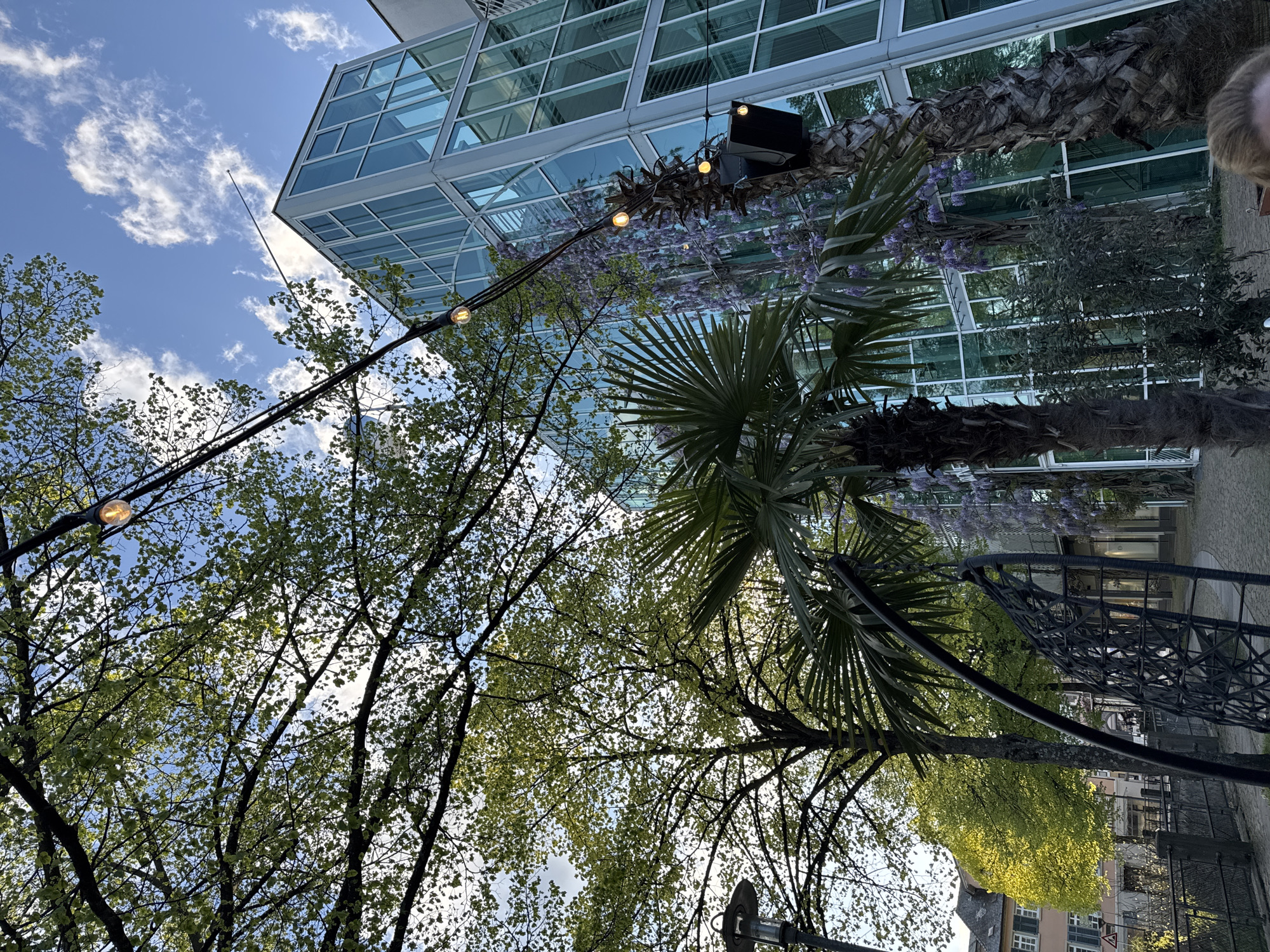 The image captures an upward perspective of an outdoor urban environment, blending modern architecture with lush greenery under a bright sky. A clear blue sky, adorned with scattered white, wispy clouds, dominates the upper part of the frame.
On the right side of the image stands a contemporary building with a multi-story facade constructed primarily of glass panels and a light-colored metallic framework. The reflective surface of the glass mirrors the sky and surrounding foliage. Extending across the mid-ground, a string of decorative outdoor lights with exposed, warm-toned bulbs spans diagonally from the lower left towards the building. Several bulbs are illuminated, adding a festive or welcoming atmosphere.
In the foreground and to the left, numerous deciduous trees display vibrant, fresh green leaves, suggesting a spring or early summer season. Their intricate branches are visible against the sky. Closer to the building, several large palm trees with thick, fibrous trunks and expansive fronds add a contrasting tropical element. A plant with delicate purple flowers, possibly wisteria, is seen draped along a structure near the building, enhancing the colorful natural elements.
On the far right edge, a small portion of a person's head with light-colored hair is visible, indicating human presence within the scene. In the lower right, parts of a dark, intricate metal structure, possibly a decorative archway or seating, are visible, along with glimpses of a paved area, other buildings in the distance, and a small, triangular traffic sign.
The scene is illuminated by bright daylight, suggesting a sunny late morning or afternoon. The overall impression is one of a pleasant and well-designed public space, possibly a courtyard or outdoor seating area in Bietigheim-Bissingen, Germany, where nature and modern design coexist harmoniously. No legible text is visible in the image.