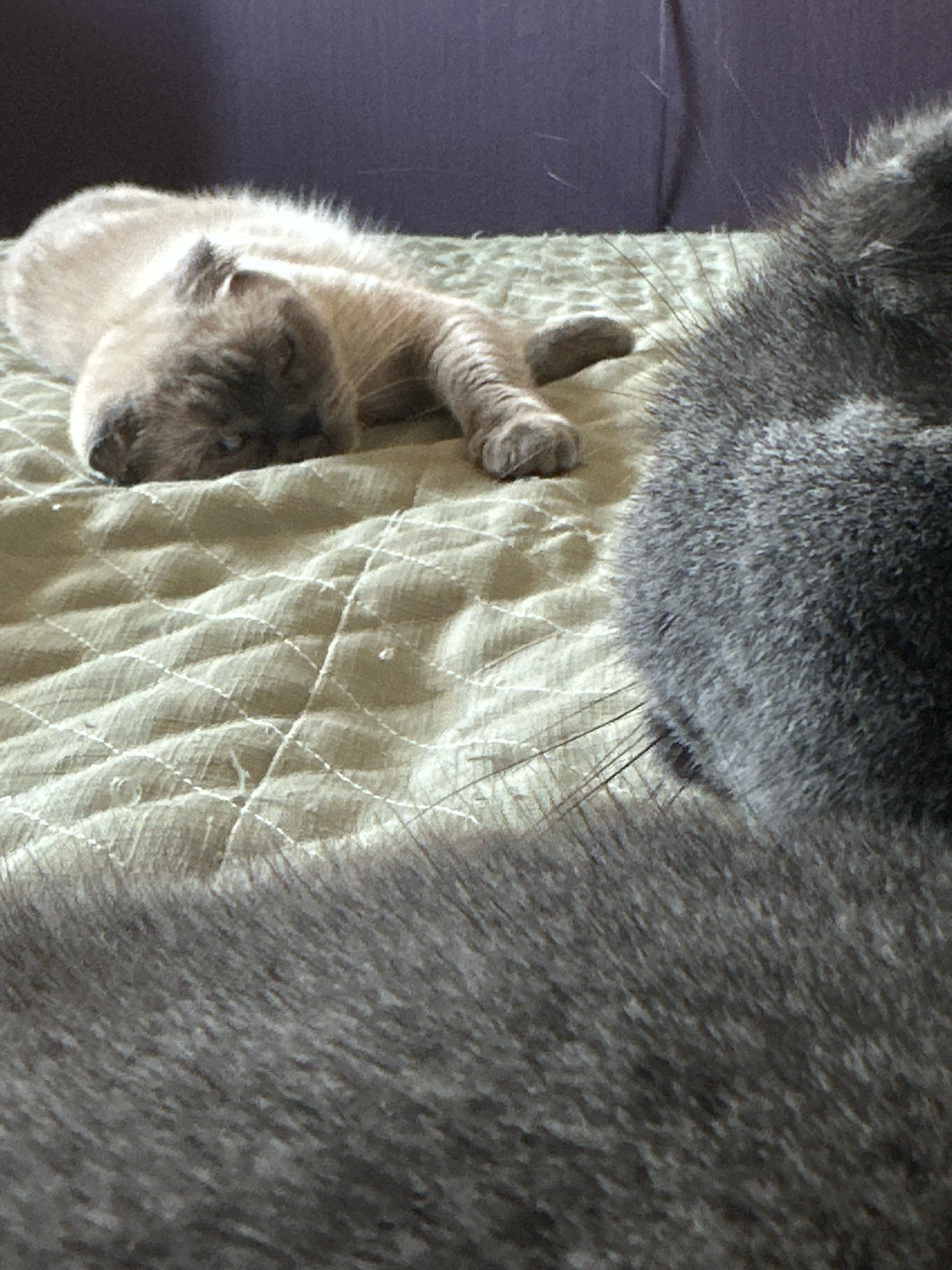Two domestic cats are visible in this close-up, indoor shot. The cat in the foreground is a grey tabby, with its back and hindquarters filling the right side of the frame. Its fur appears dense and textured. In the background, on the left, a lighter-colored cat, possibly a Siamese or a dilute tortie, is lying down, its head resting on a quilted surface. The surface appears to be a light green or beige fabric, possibly a bedspread or a blanket, with a diamond-stitched pattern. The cats are positioned on what appears to be a soft surface, possibly a couch or a bed, with a darker, blurred background suggesting a wall or furniture. There is no indication of a specific location in the city of Uzhhorod, Ukraine.