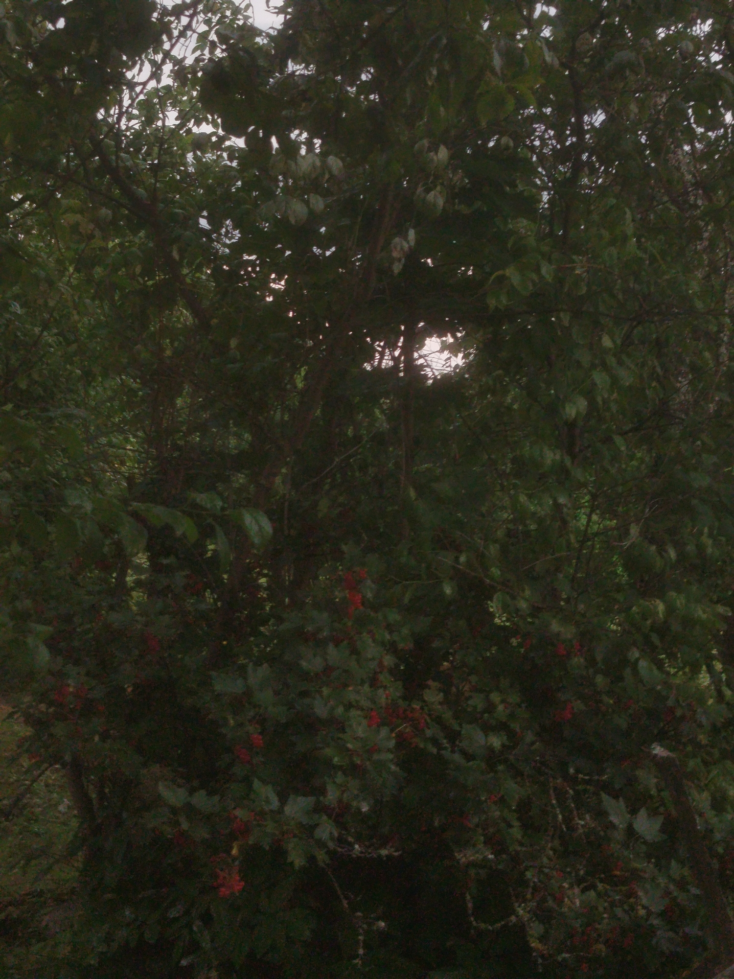 A dense, dark green foliage of trees and bushes fills the frame. There are clusters of small red berries visible throughout the lower portion of the image, interspersed with green leaves. The sky is barely visible through the canopy, appearing overcast and bright. The image appears to be a close-up shot of a natural environment, likely a park or garden, with no signs of human activity or urban structures. The overall impression is one of lush, overgrown nature.