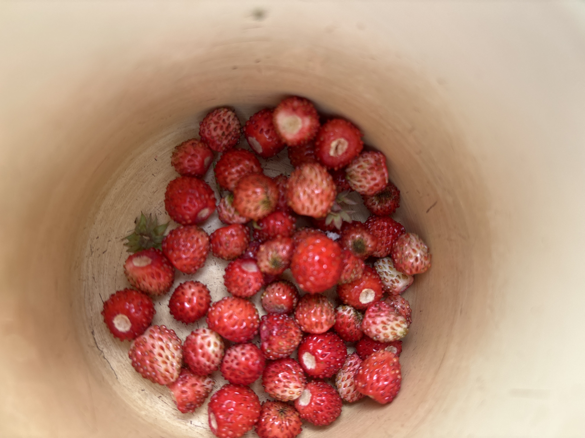 This media file shows a close-up, overhead view of a pile of small, wild strawberries inside a light-colored bucket or container. The strawberries are mostly a deep red color, with some appearing lighter pink or white where the seeds are more prominent. Many of the strawberries have a textured surface with visible seeds. A few green leaves are also visible amongst the fruit. The container itself appears to be made of a textured material, possibly wood or thick paper, and is a neutral, light beige or tan color. The lighting suggests an indoor setting or a shaded outdoor area, with no direct sunlight. The focus is on the strawberries, and the background is blurred, emphasizing the subjects. There is no visible text in the image. The scene suggests the recent harvesting or collection of wild strawberries. The location context of Kurgan, Russia, indicates a region where wild strawberries might be found.