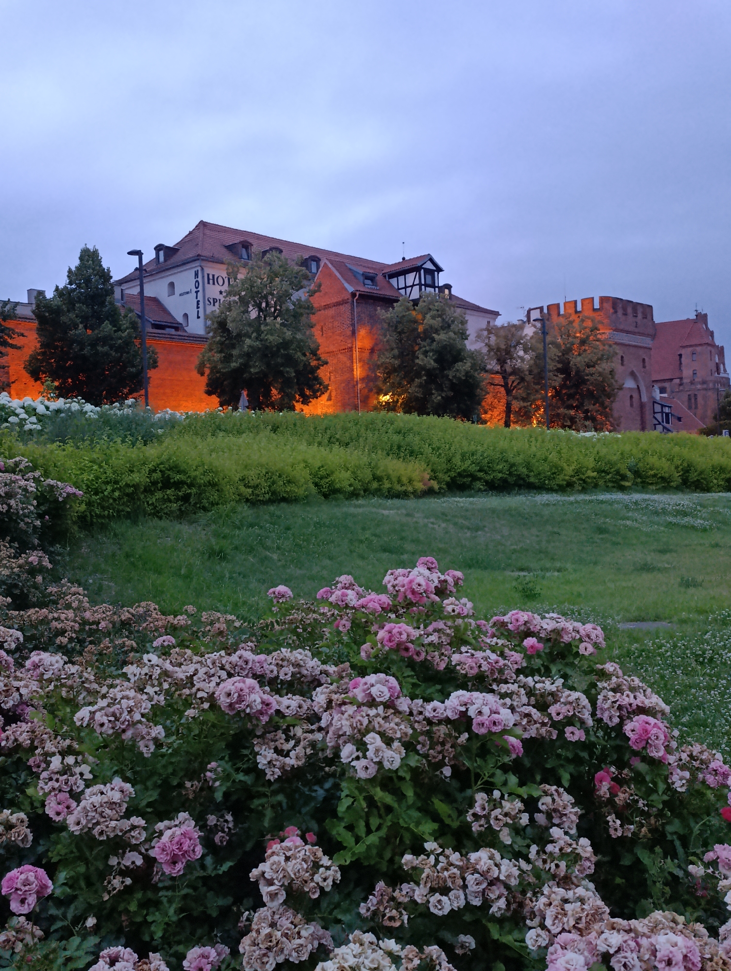 The image depicts a view of the historic Hotel Spichrz in Toruń, Poland, at dusk. In the foreground, a dense bed of pink and white roses in bloom fills the lower portion of the frame. Behind the roses, a sloping grassy lawn is visible, with a line of lush green bushes and trees separating it from a brick wall. The wall, illuminated by warm orange lights, runs along the base of the hotel and a medieval tower. The hotel itself, with a red tiled roof and a white facade bearing the word "HOTEL," is visible behind the trees. The tower, a prominent architectural feature, is also illuminated and stands to the right of the hotel. The sky above is a muted twilight blue, suggesting the transition from day to night. The scene is serene and picturesque, highlighting the blend of natural beauty and historical architecture.