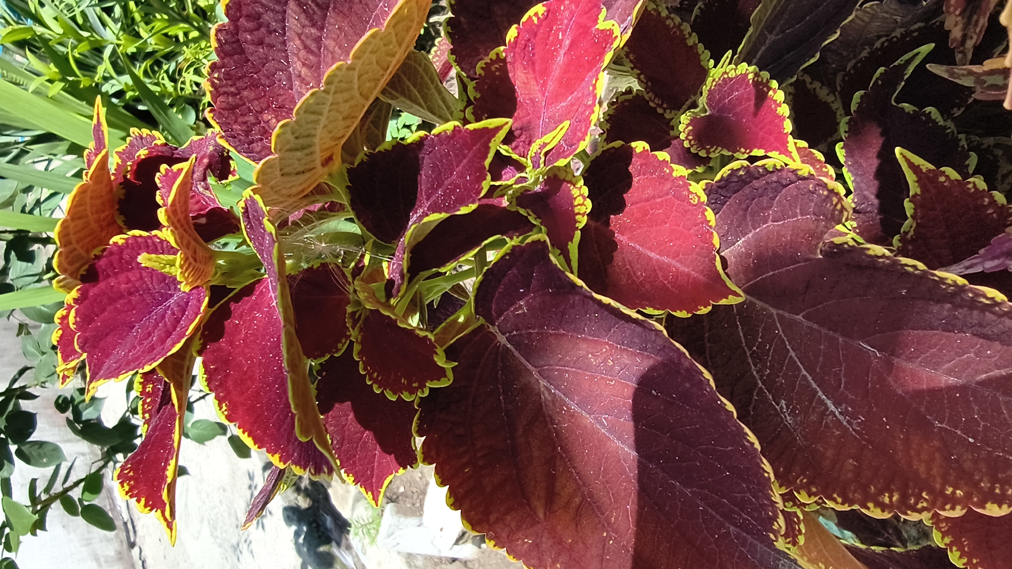 The image displays a close-up, eye-level view of a coleus plant with striking burgundy leaves edged in vibrant chartreuse. The leaves exhibit a serrated texture and varying shades of red and orange, with some showing hints of bronze. Delicate spiderwebs are visible among the foliage. In the background, blurred green leaves and a pale, textured surface, possibly a wall or ground, are discernible. The lighting suggests an outdoor setting with natural sunlight casting shadows. The image was taken in Mikhaylovka, Russia.