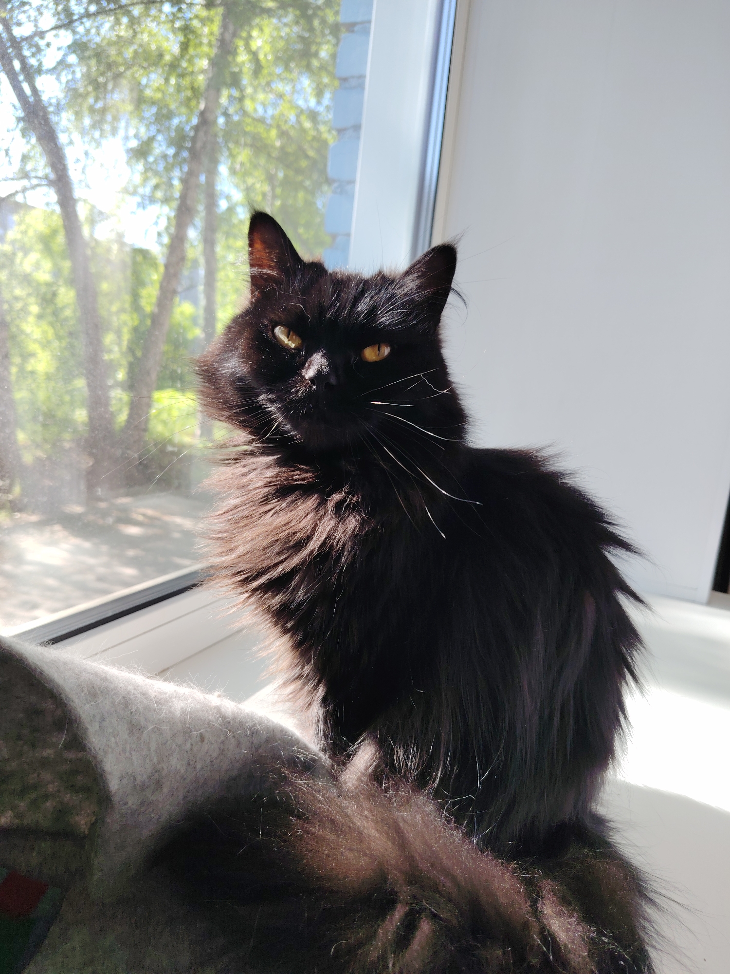 The image displays a long-haired black cat seated on a white windowsill. The cat's amber eyes are open and directed forward, with prominent white whiskers visible against its dark fur, particularly on the left side of its face. Its fur, appearing dense and slightly ruffled, shows brown highlights where sunlight strikes it. To the cat's left, a portion of a light grey, fuzzy textile item rests on the windowsill. The background reveals an outdoor scene through the window glass, featuring blurred green foliage and tree trunks, indicating a bright, sunny day. The specific location within the city of Unknown, Unknown cannot be determined from the visual information provided.
