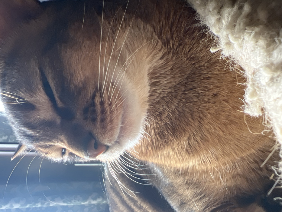 A domestic cat with a ticked tabby or Abyssinian-like coat, displaying shades of golden-brown and dark brown stripes, is depicted resting indoors. The cat's head is turned slightly to the left, and its eyes are closed or squinting. Direct sunlight illuminates the right side of its face, revealing prominent white whiskers and a pink nose. The animal's fur is visibly soft and textured. It is positioned on a light-colored, off-white, shaggy or woven material, possibly a cat bed or a section of a cat tree. The background includes a blurry dark curtain with an indiscernible pattern and a vertical dark element, consistent with an indoor setting near a window. This scene is located in Podolsk, Russia.