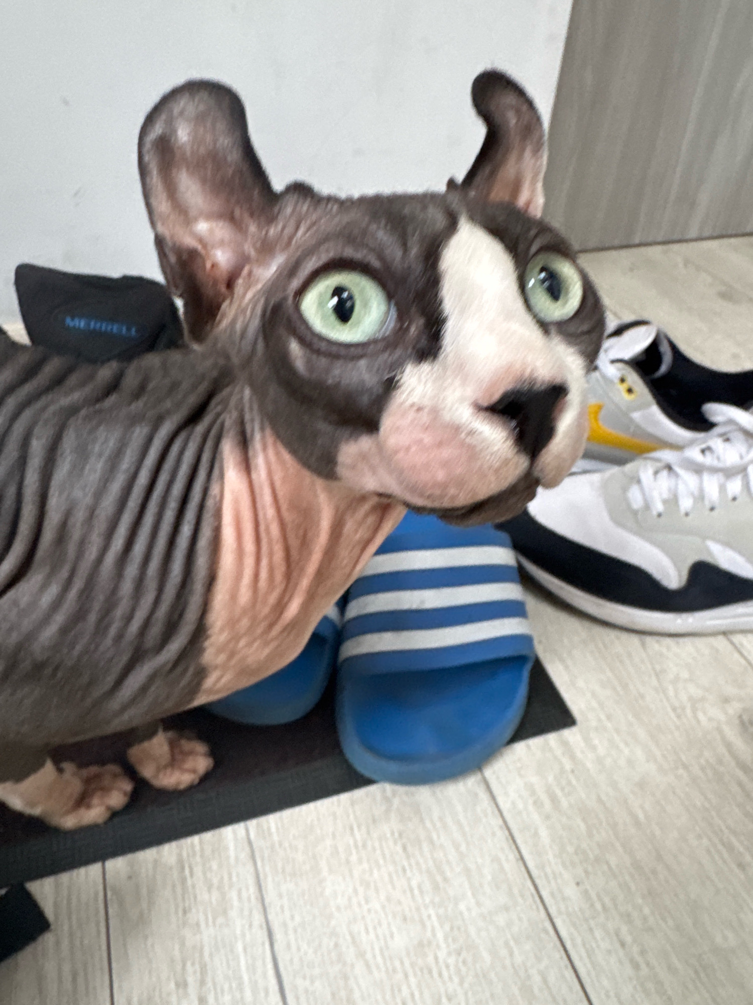 A Sphinx cat with dark gray and white fur is positioned in the foreground, facing the camera with wide, light green eyes. The cat's skin is wrinkled, and its ears are large and pointed. To the left of the cat, a black bag with the word "MERRELL" printed in blue is partially visible. The cat is standing on a dark gray mat, upon which a blue slide sandal with white stripes is placed. Behind the cat, a pair of athletic shoes are visible, one light gray with a yellow accent and the other white and black. The background consists of a light-colored wall and a wooden floor. The scene appears to be indoors. There are no people present in the image. The presence of the Merrell bag and athletic shoes suggests a casual domestic or athletic environment. The cat's alert posture and direct gaze indicate it is aware of being photographed. The lighting is diffused, suggesting an indoor setting without direct sunlight. There are no discernible landmarks or environmental features that would specifically place the image in Katowice, Poland.