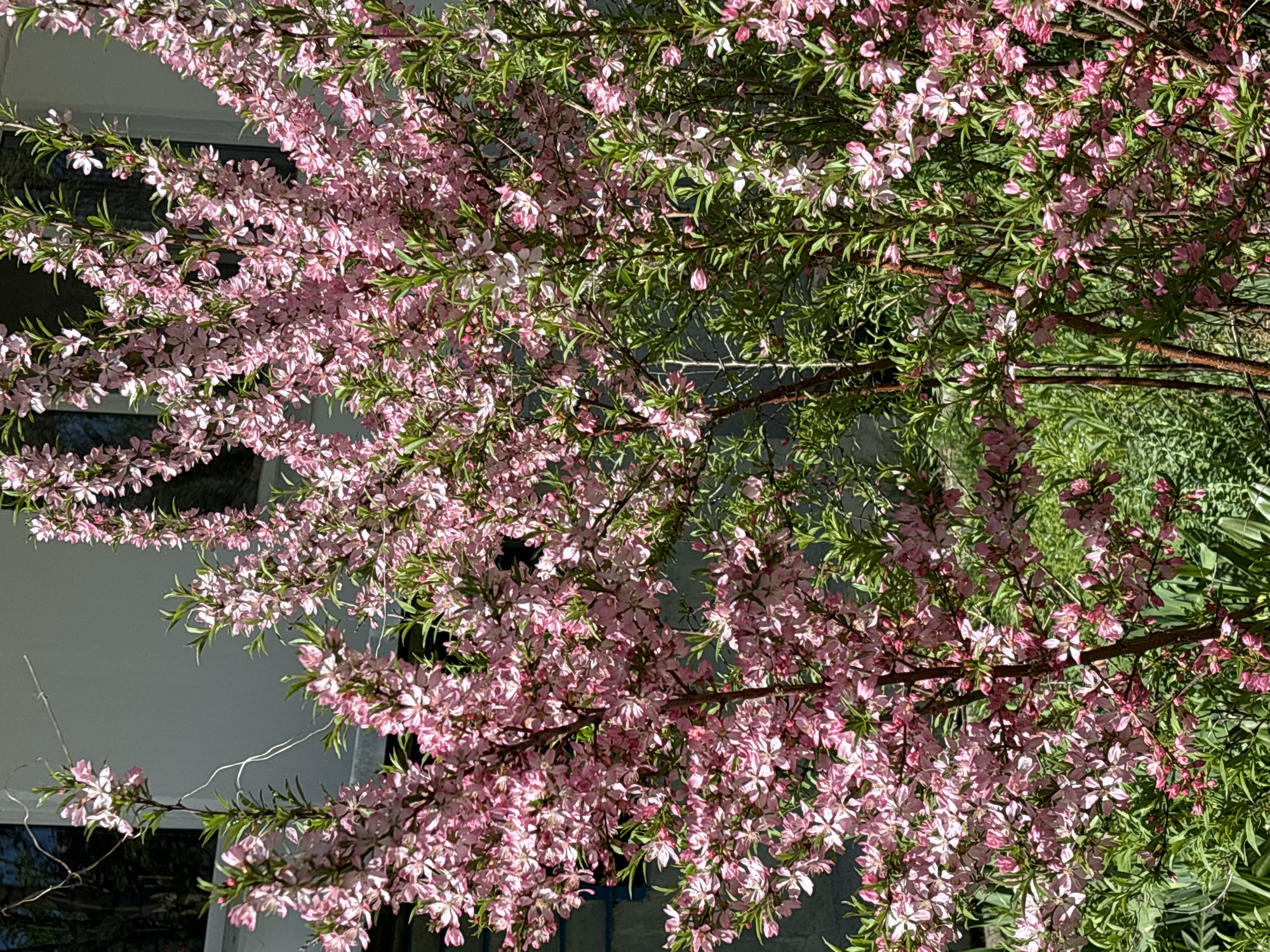The image shows a flowering shrub, likely a type of Prunus or ornamental cherry, with pink blossoms densely covering the branches. Green leaves are interspersed among the flowers. The plant is situated near a building with a white wall. The location is presumed to be Chaikovsky, Russia. No people or animals are visible. The setting appears to be a garden or yard adjacent to the building.