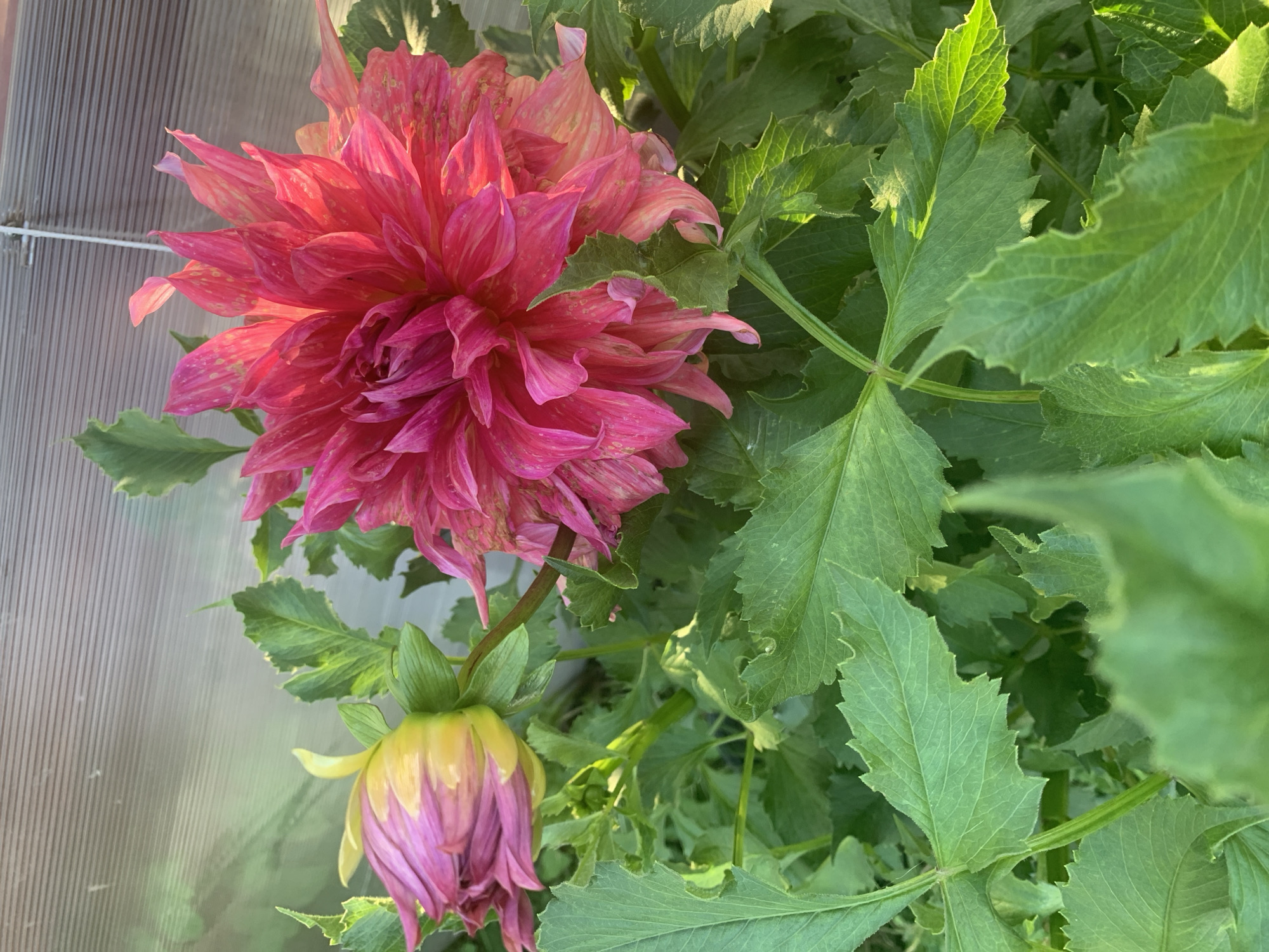 An outdoor, close-up, eye-level shot features a bright pink dahlia in full bloom and a partially opened bud of the same flower. The dahlia's petals are a vibrant, almost neon pink, with hints of yellow and lighter pink streaking through them, especially on the edges. The bloom is large and full, with many layered petals. To the left, a dahlia bud is visible, its petals a blend of pink and yellow, pointing upwards and slightly to the left. Both flowers are surrounded by lush, green foliage with serrated edges. In the background, a translucent, ribbed structure, possibly a greenhouse panel or a fence, is visible, with a thin white cord running horizontally across it. The lighting suggests it is daytime, with sunlight creating highlights and casting subtle shadows on the leaves and petals. The location is described as the city of Яманово, Russia.