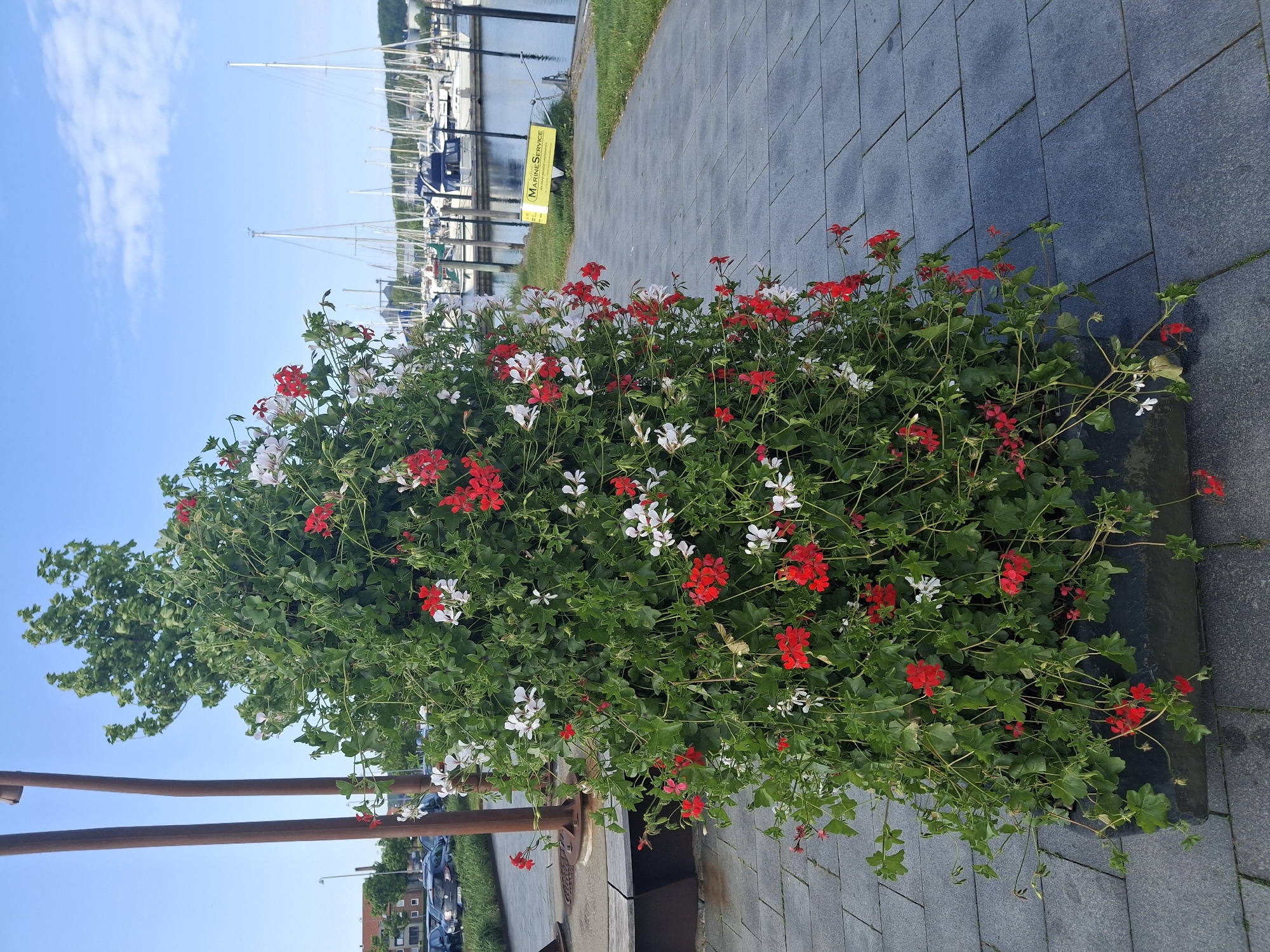 The image shows a planter filled with red and white geraniums in Aabenraa, Denmark. The planter is located on a paved walkway near a marina. Sailboats are visible in the background. A yellow sign with the text "MARINESERVICE" is present. A metal rail is partially visible in the foreground. Cars are parked along a street in the distance. The sky is blue with some clouds.