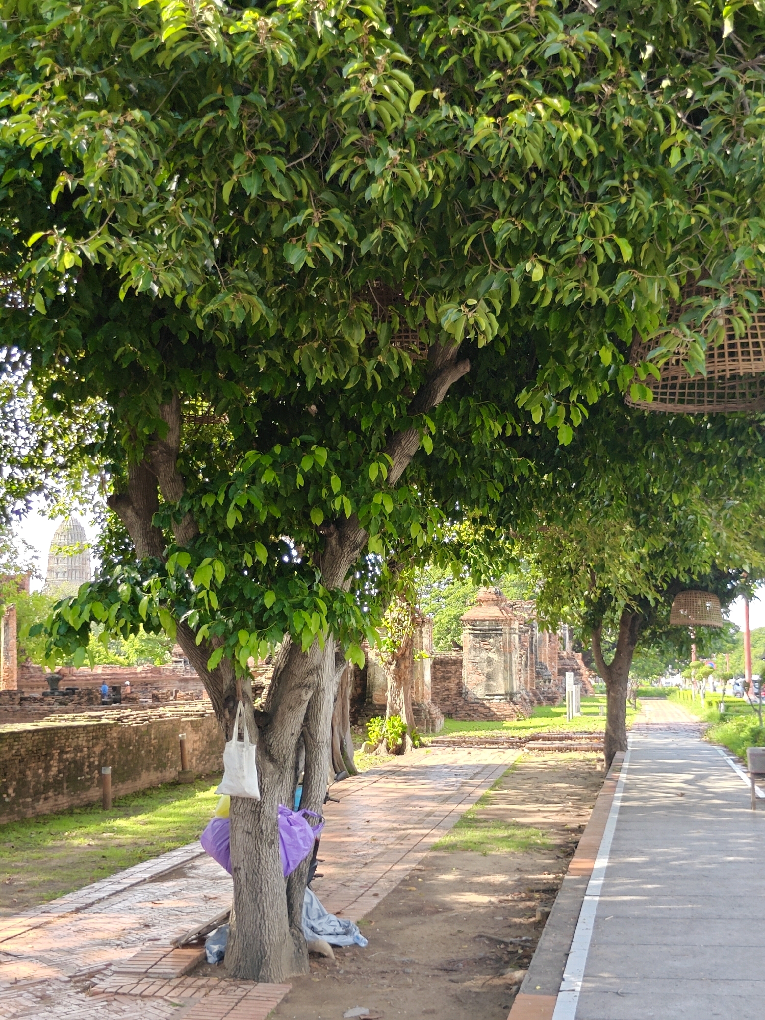 The image depicts a tree-lined pathway within the historic city of Phra Nakhon Si Ayutthaya, Thailand. The pathway, paved with bricks and concrete, runs alongside an area of ancient brick ruins, partially obscured by lush green foliage from the trees. In the foreground, several trees with thick trunks are prominent, with a white tote bag and purple and gray plastic bags hanging from one of the trunks. In the background, the distinctive silhouette of a stupa, characteristic of Ayutthayan architecture, is visible amongst the trees and ruins. The scene suggests a peaceful, somewhat overgrown historical site, with elements of both nature and human activity, such as the pathway and the discarded bags.