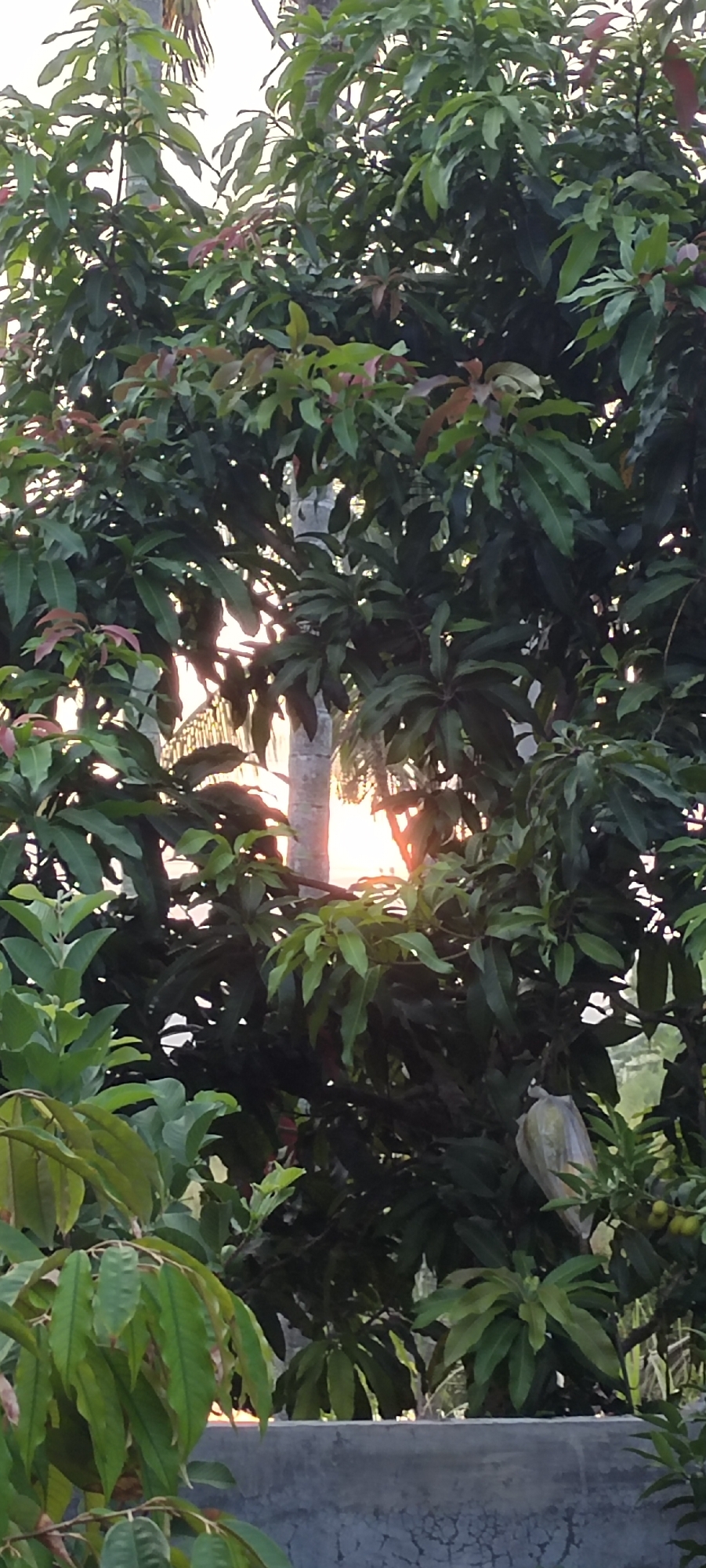 The image depicts a dense canopy of green leaves, with some reddish-brown new growth, framing a bright sunset. The sun's rays peek through the foliage, casting an orange glow and highlighting the texture of the leaves. In the background, a tall, slender tree trunk is visible, with what appears to be more vegetation beyond it. The lower portion of the image shows a textured concrete wall, likely part of a building or garden enclosure, with some green foliage and what appear to be small green fruits on branches in the lower right corner. The scene is consistent with a view in a tropical or subtropical environment, such as Lhokseumawe, Indonesia, where such lush vegetation and the warm glow of a sunset are common.