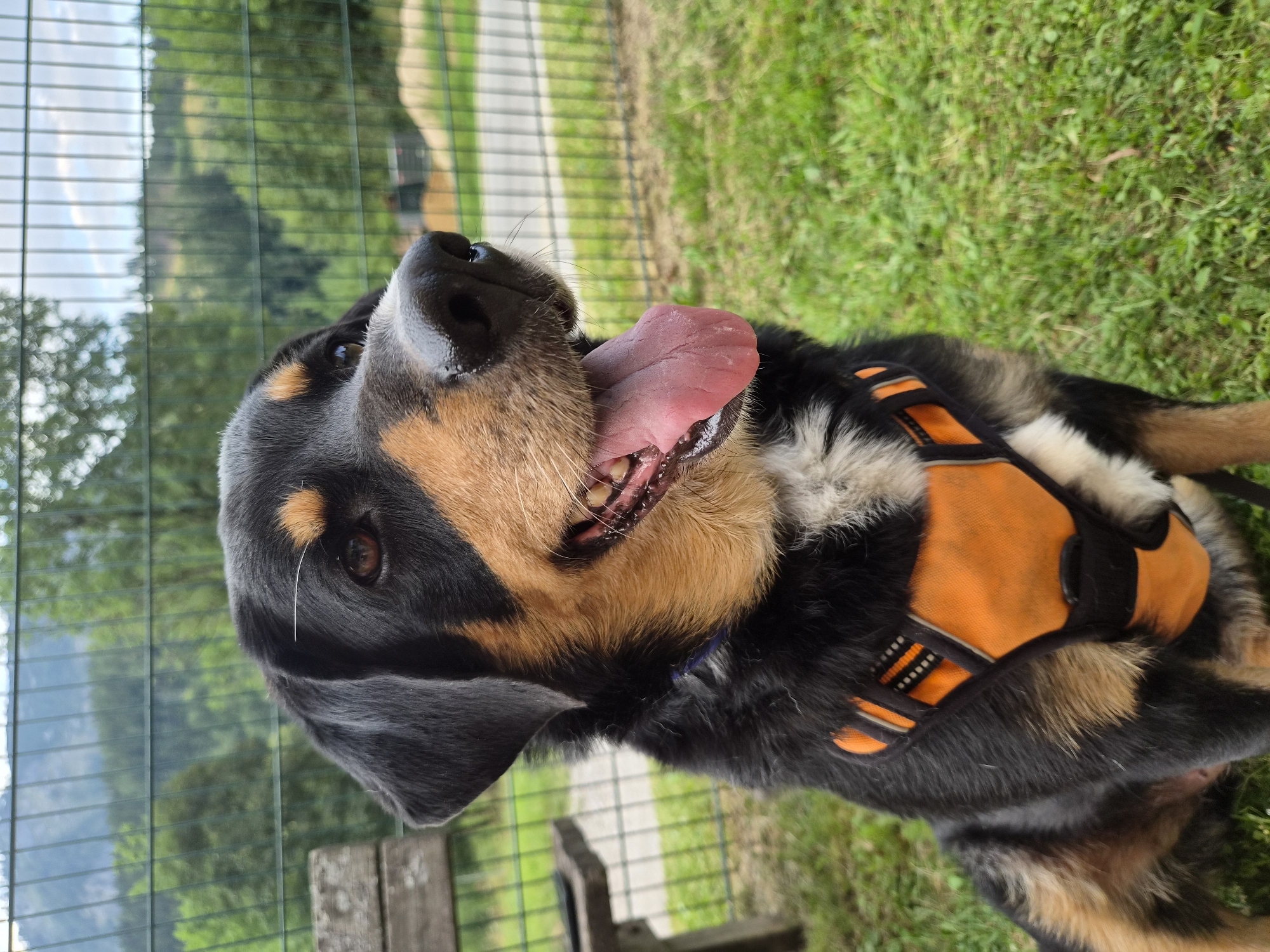 A medium shot captures a black and tan dog, wearing an orange harness, sitting on lush green grass. The dog is looking to the right with its mouth open and tongue hanging out, appearing alert and happy. In the background, a metal fence separates the dog from a wooded area with rolling hills under a cloudy sky. A weathered wooden bench is partially visible to the left of the dog. The scene is consistent with an outdoor dog park or recreational area located in Eisenerz, Austria.