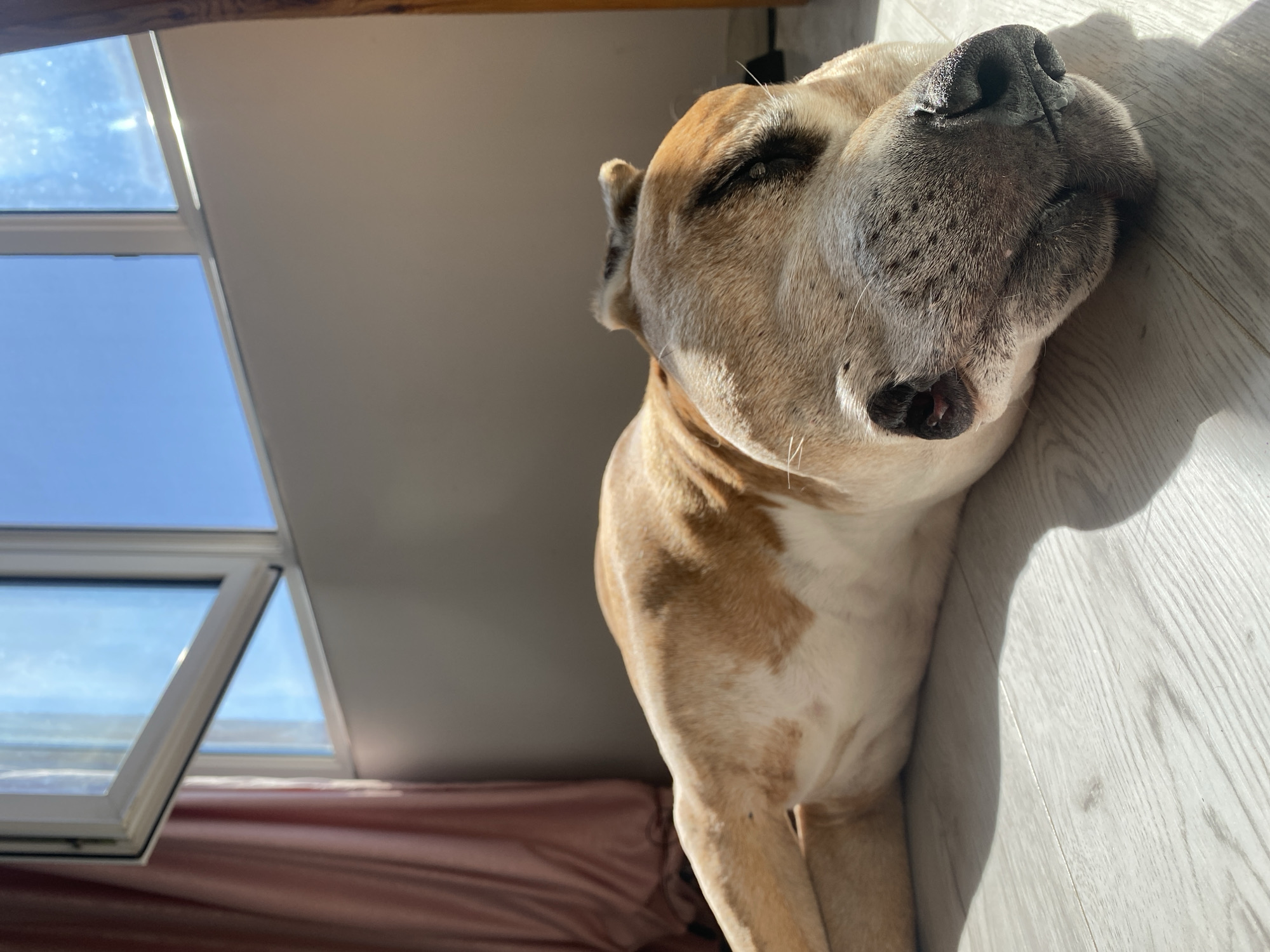 The image depicts a dog, possibly a pit bull mix, lying on a light-colored wooden floor near a window. The dog is light brown with white markings on its chest and legs. It is resting with its eyes closed, its head turned to the right. The room appears to be interior, with a window showing a view of the sky. The location cannot be determined as Pleven, Bulgaria, as there is no evidence to suggest that from the image.