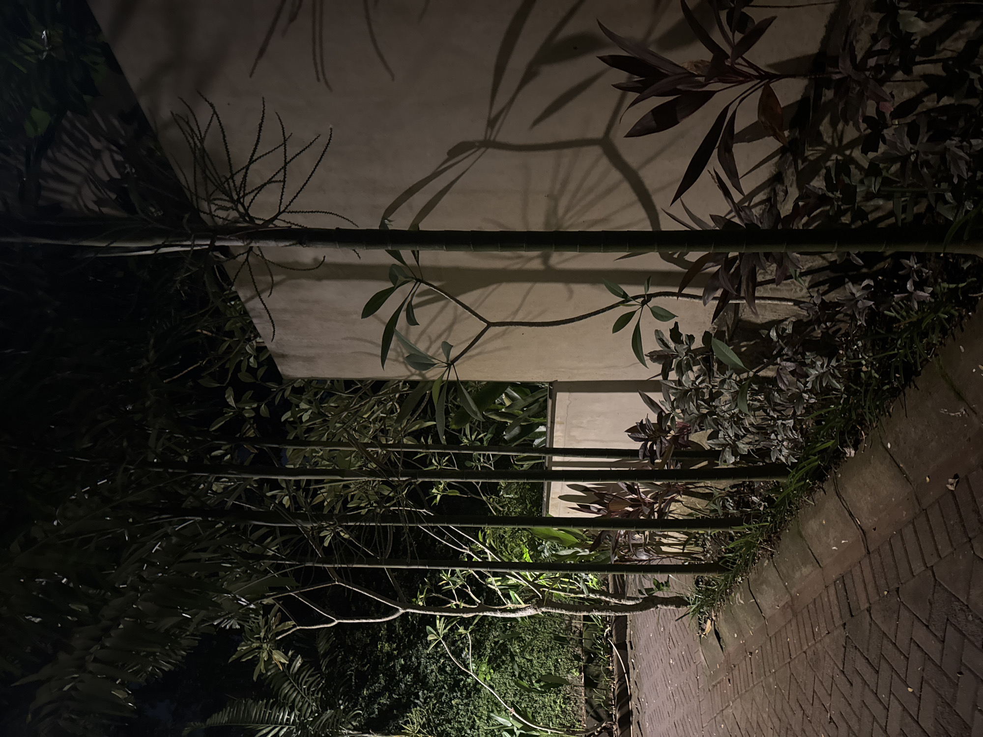 The image depicts an outdoor scene, likely a garden or patio at night. A low bamboo fence runs horizontally across the frame, interspersed with various plants and greenery. Behind the fence is a wall with shadows cast upon it by foliage, suggesting an unseen light source. To the right of the fence is a brick pathway. The location is Unknown, Unknown. No people are visible. The scene is dominated by vegetation and architectural elements, creating a shadowed and textured composition.