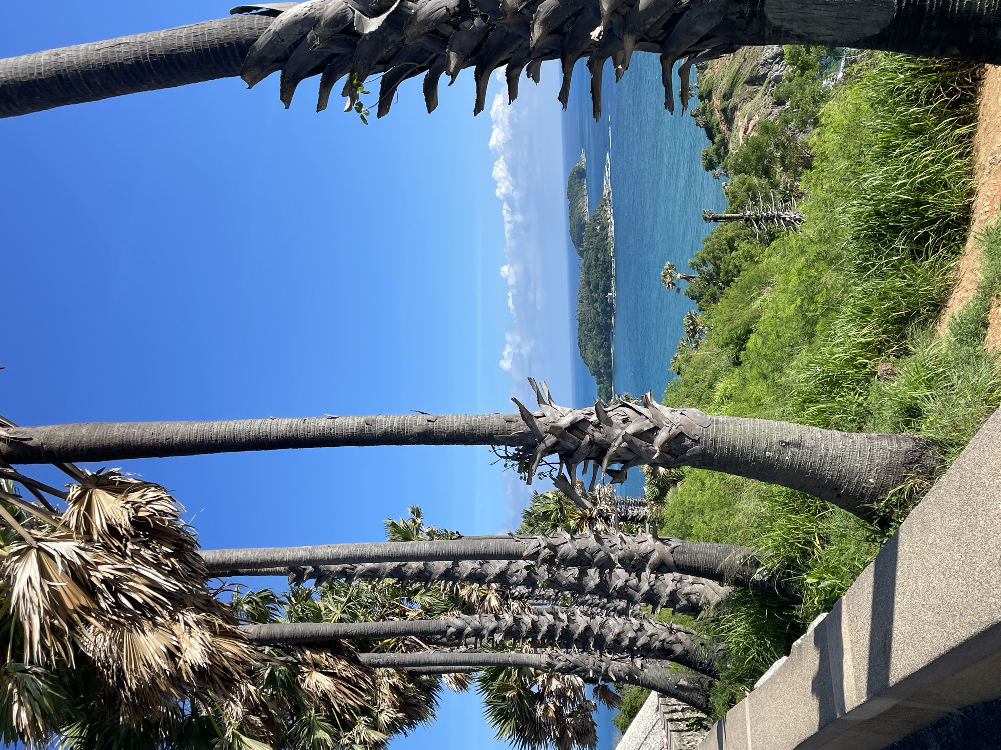 The image depicts a scenic view of the ocean from a hilly vantage point lined with palm trees. In the foreground, a concrete wall and pathway suggest a developed tourist area. Several tall palm trees, some with dry fronds, stand in a row, creating a natural frame for the landscape. Beyond the palm trees, lush green vegetation covers the hillside that slopes down to the turquoise ocean. In the distance, two small, tree-covered islands are visible. The sky is a clear, vibrant blue with a few scattered white clouds. The overall scene is one of natural beauty and tropical tranquility, likely a popular spot for tourists in Rawai, Thailand, given the presence of manicured pathways and the general picturesque setting. There are no people or specific actions depicted in the image.