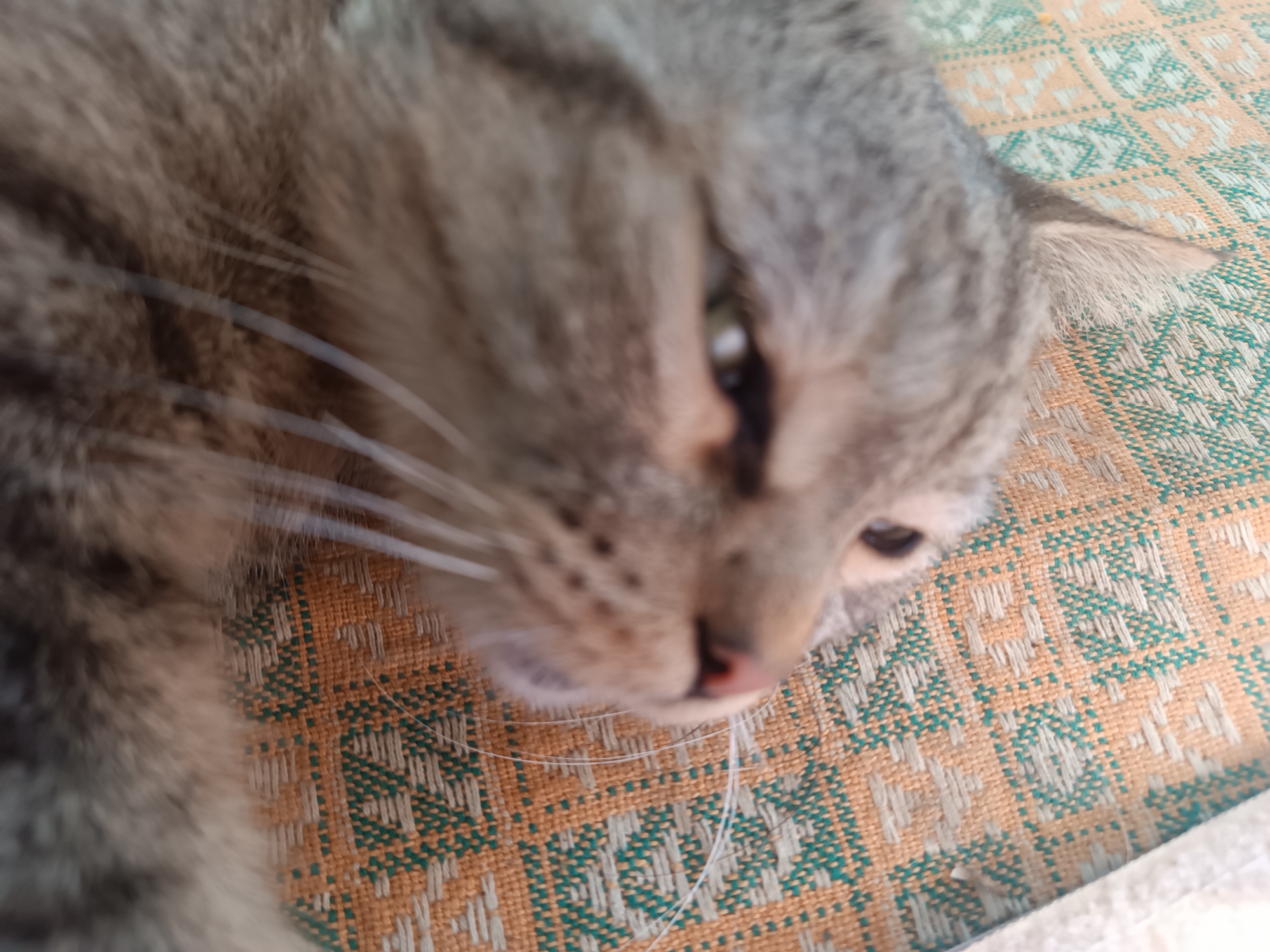 The image shows a close-up, slightly out-of-focus view of a cat's face lying on a patterned textile. The cat has tabby markings and appears to be relaxed. The textile has a woven pattern in shades of orange, white, and teal. The image was captured in Vypasne, Ukraine.