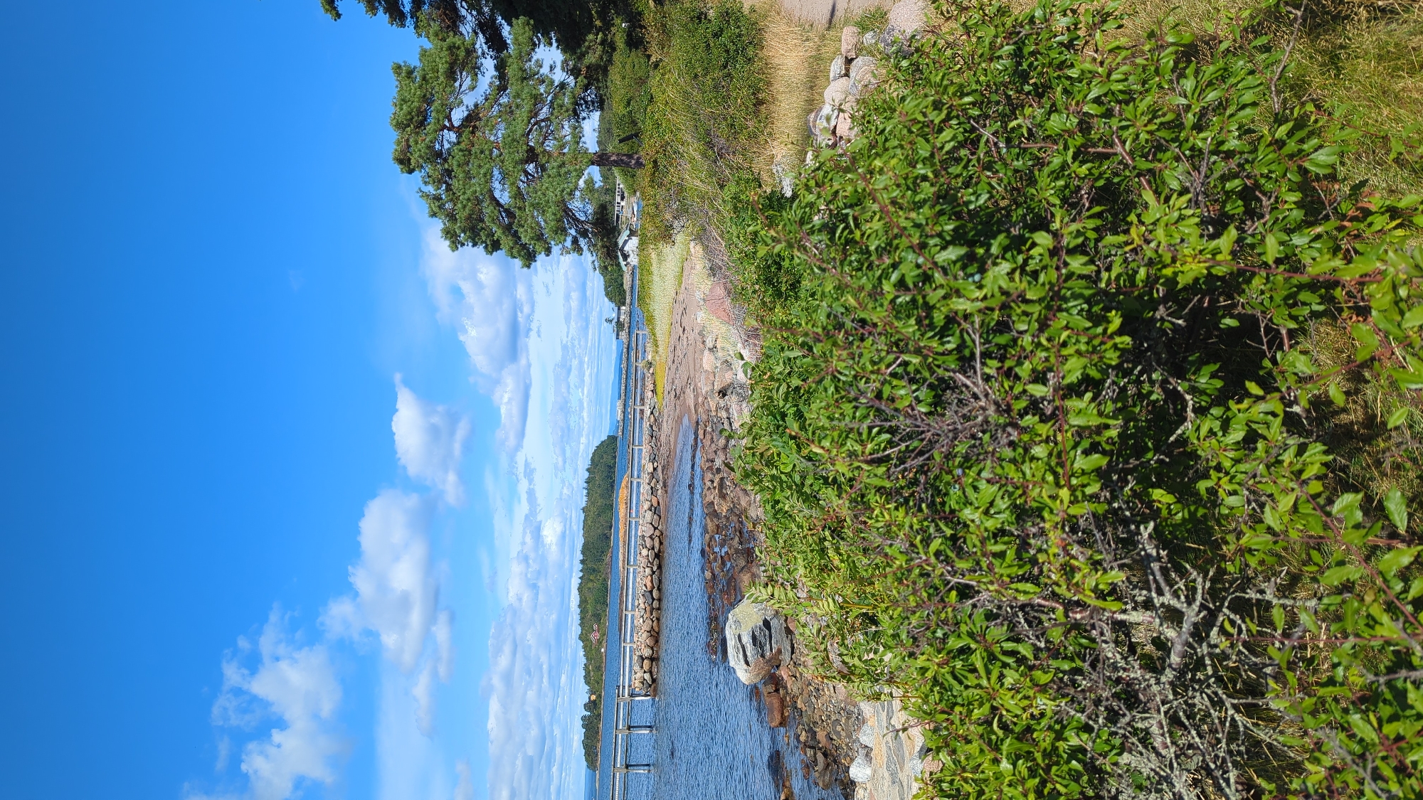 This is a vertical, full shot photograph of a scenic coastal area in Larkollen, Norway. In the foreground, a dense green bush with small leaves and thin branches occupies the lower portion of the image. Behind the bush, a rocky shoreline slopes down to the water, with a few large stones visible. A wooden pier extends from the left side of the frame into the blue water, which is calm and reflects the sky. The pier has a weathered appearance and a railing along its length. Further back, a stone breakwater separates the water from a sandy area and a grassy path. In the middle ground, several small islands covered with trees are scattered across the water, with a few buildings visible on the largest island. A large pine tree with a gnarled trunk and full branches dominates the right side of the image, its needles catching the sunlight. The background features a clear blue sky with scattered white clouds. The overall impression is one of a peaceful, natural landscape on a sunny day.