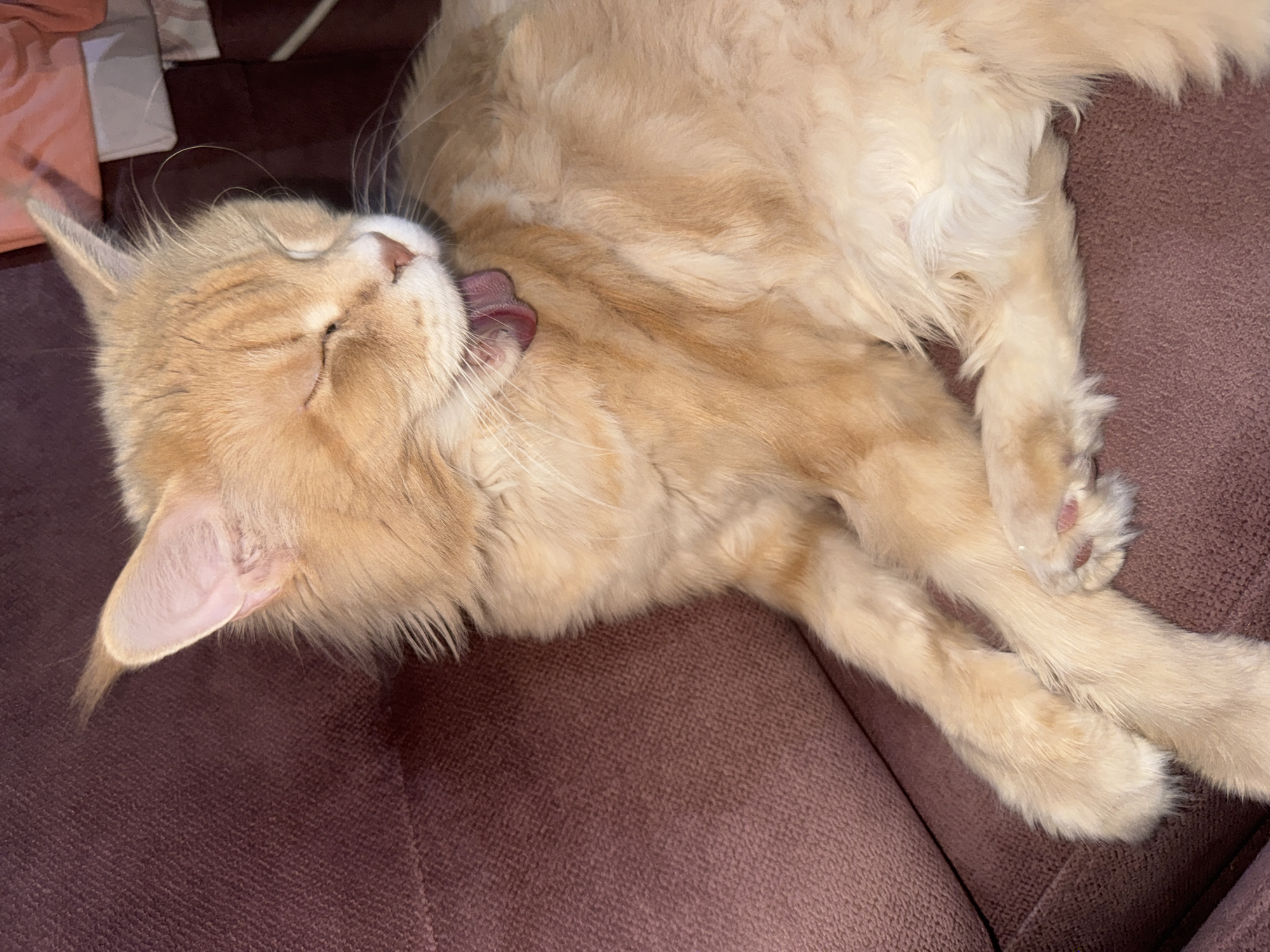 An orange cat is yawning while sitting on a purple couch. The cat's eyes are closed, and its tongue is sticking out. The cat's paws are resting on the couch. The background is blurred and appears to be a room with some furniture. The image was taken in Gölbaşı, Turkey.