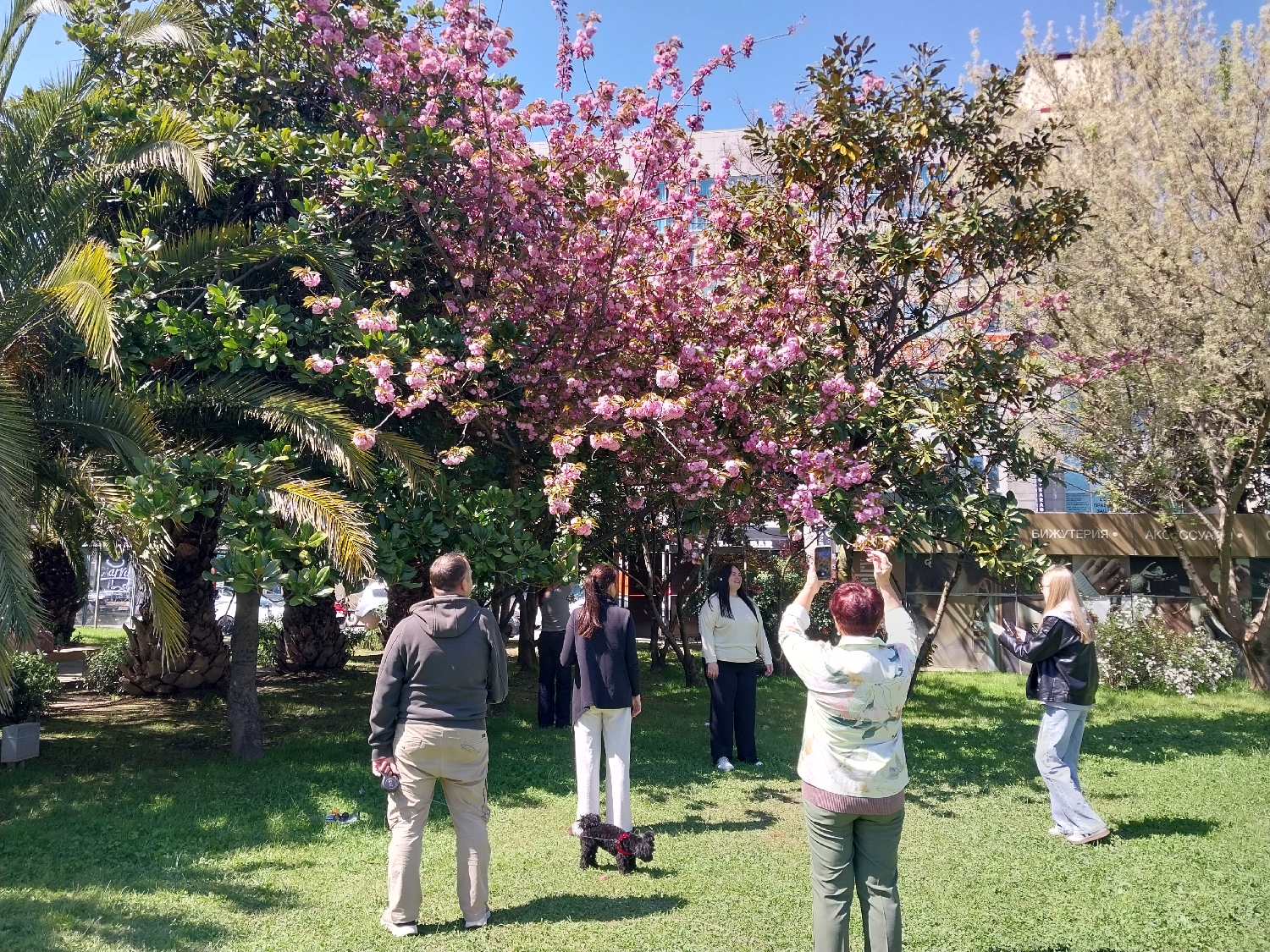 The image captures a vibrant outdoor scene in Sochi, Russia, on a bright, sunny day. The setting is a grassy park or garden area, characterized by lush green lawn and a variety of trees. Prominently featured are several palm trees with large fronds on the left, and a large tree in the center adorned with abundant, vivid pink blossoms, likely cherry blossoms or similar ornamental flowering trees. Another green-leafed tree stands behind it, and a lighter-colored tree is visible further to the right. In the background, a modern building with large windows can be seen.
Six individuals are present in the foreground and midground. In the center, with his back to the camera, a man in a dark hoodie and light beige pants stands on the grass. To his right, a woman also faces away, wearing a light-colored patterned jacket and green pants, holding a smartphone up as if taking a photograph or video. A small black dog on a leash is visible near her feet. Further to the right, a woman in a light-colored top and dark pants stands beneath the pink flowering tree, and next to her, another woman in a black leather jacket and light jeans appears to be posing or engaging with her phone. Two other people are partially visible in the left and far right background.
The activity suggests a leisurely outing, with people enjoying the pleasant weather and the beauty of the blooming trees. The individuals holding phones indicate that they are capturing the moment, possibly taking pictures of the blossoms or each other. The bright sunlight casts distinct shadows, confirming it is likely midday. The presence of palm trees alongside deciduous flowering trees is consistent with a subtropical climate like Sochi's.
Visible text on the building in the background, above a storefront, reads "БИЖУТЕРИЯ" (BIZHUTERIYA), meaning "Jewelry," and "АКСЕССУАРЫ" (AKSESSUARY), meaning "Accessories," indicating a commercial establishment nearby. The overall atmosphere appears relaxed and cheerful.
