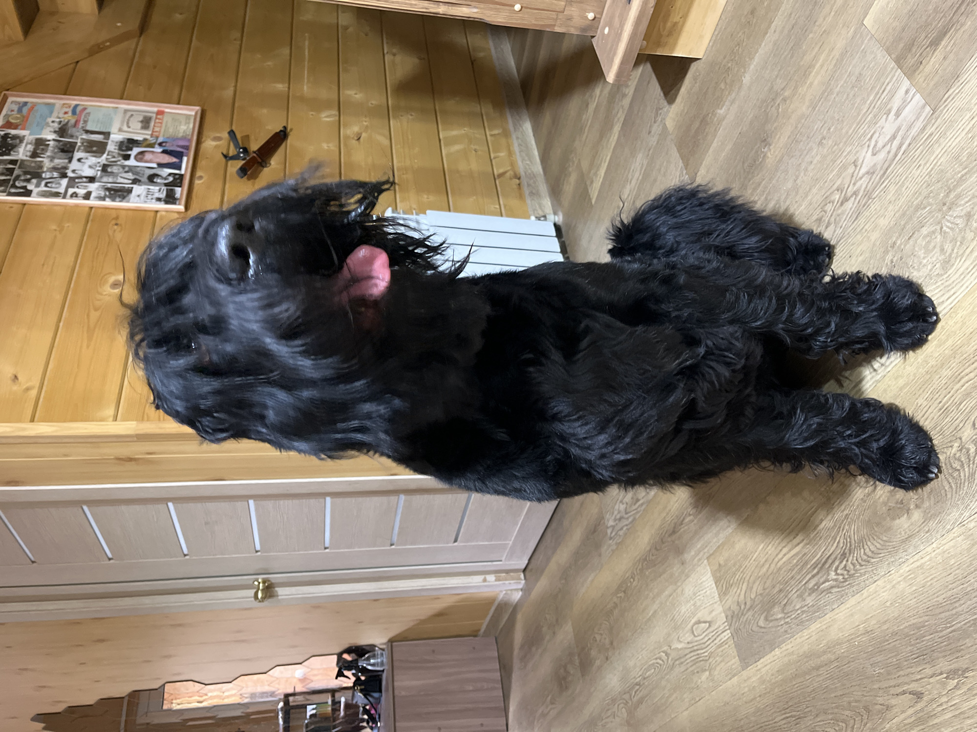 A large black dog with shaggy fur is sitting on a light wood-laminate floor in what appears to be a wooden cabin or home. The dog's head is covered by its fur, with only its snout and a pink tongue visible. The dog is facing forward, with its mouth slightly open and tongue hanging out. Behind the dog, a light-colored door with horizontal slatted panels is visible on the left. To the right of the dog, a wooden wall with horizontal planks is present. A framed collage of black and white photographs is hanging on the wooden wall. Below the photo collage, a knife with a wooden handle is mounted on the wall. Further to the right, a white radiator is partially visible. The overall environment suggests an indoor residential setting, possibly in a rural or mountainous area given the wooden construction and the presence of a fireplace or heating unit. The location is identified as Nagorny, Russia, which is a district within Moscow, known for its residential areas and some green spaces.