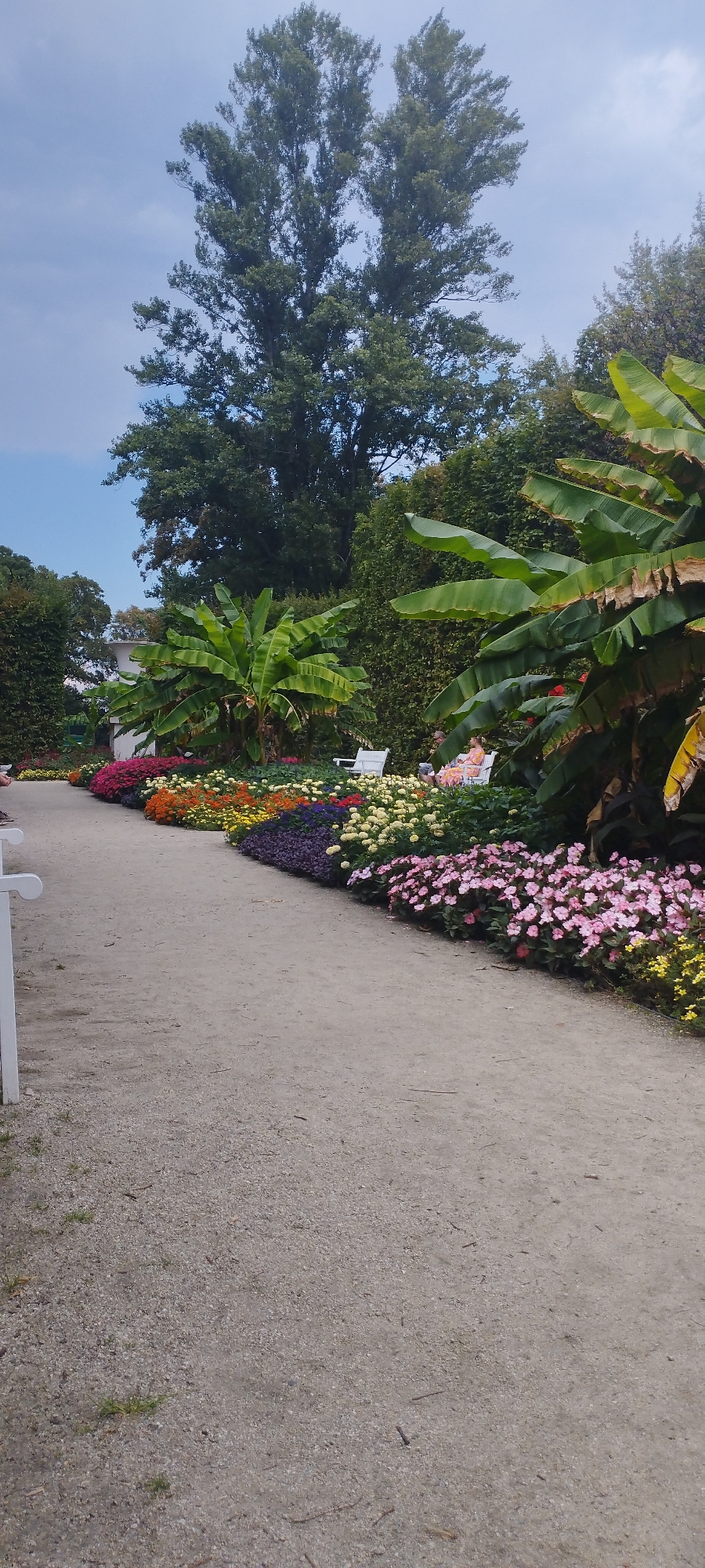 This image depicts a pathway through a garden, with a profusion of colorful flowers lining the left side. The pathway is made of gravel and curves to the right. On the left of the pathway, there are numerous flowers in shades of pink, yellow, orange, purple, and red, arranged in clusters. Behind the flowers, there are large banana plants and other lush green foliage. In the background, there is a large deciduous tree with a broad canopy. Two white garden chairs are visible in the middle ground, one occupied by a person wearing a light-colored dress. The sky above is partly cloudy and blue. The scene appears to be outdoors, in a well-maintained garden or park. The image does not contain any elements that would indicate the specific location within the city of Warsaw, Poland.