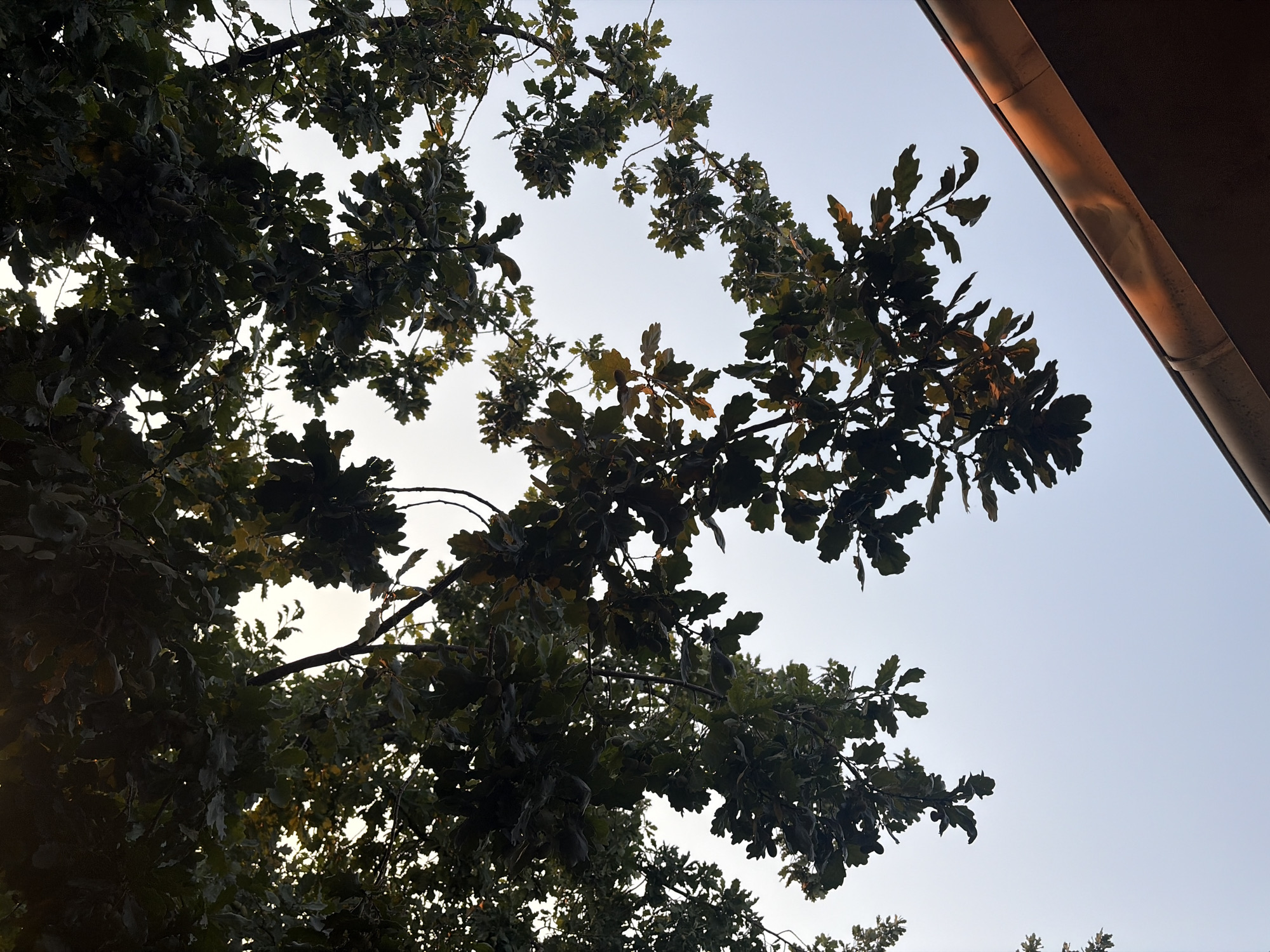 An outdoor, eye-level shot captures the underside of a mature oak tree's branches and leaves, silhouetted against a pale blue sky. The leaves are a deep green, with some appearing to be in the process of changing color towards yellow and brown. Several acorns are visible on the branches. In the upper right corner, a section of a brown, modern building's overhang is present, with warm sunlight reflecting off its metallic guttering. The scene is likely situated in a park or residential area in Shymkent, Kazakhstan, given the presence of mature trees and the architectural style of the building. There are no people or animals visible in the frame, and no discernible actions are taking place.