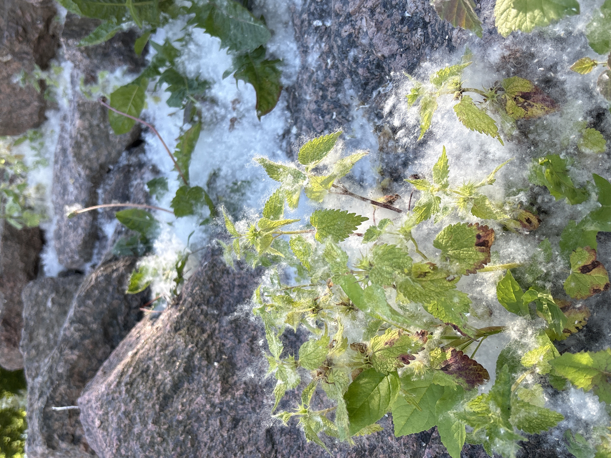The image shows a close-up view of plants nestled among large, rough-textured rocks. The plants are green and leafy, with some evidence of browning on the leaves. They are partially covered in a fluffy, white substance, which appears to be cottonwood or poplar seeds, a common sight in Saint Petersburg, Russia during late spring and early summer. The background consists of more rocks and some out-of-focus greenery, suggesting an outdoor environment, possibly a park or a garden with natural landscaping. No people are visible in the image. The scene is one of natural growth and seasonal phenomena within an urban setting.