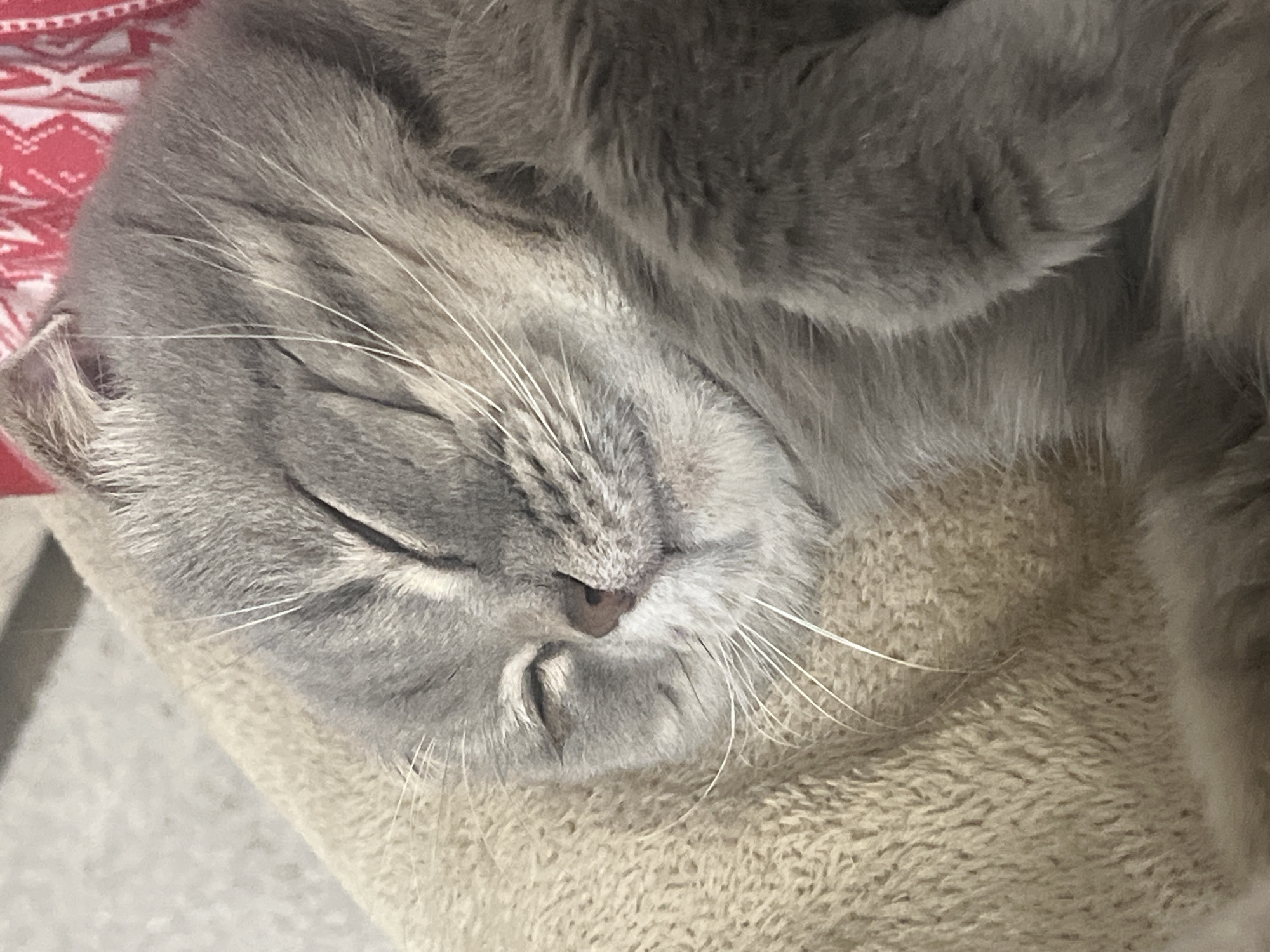 A close-up shows a sleeping gray cat, its face resting on a tan, fuzzy surface. The cat's eyes are closed, and its whiskers are visible against the surface. A small portion of a red and white patterned object is visible in the upper left corner. The location in the city of Votkinsk, Russia is unknown.