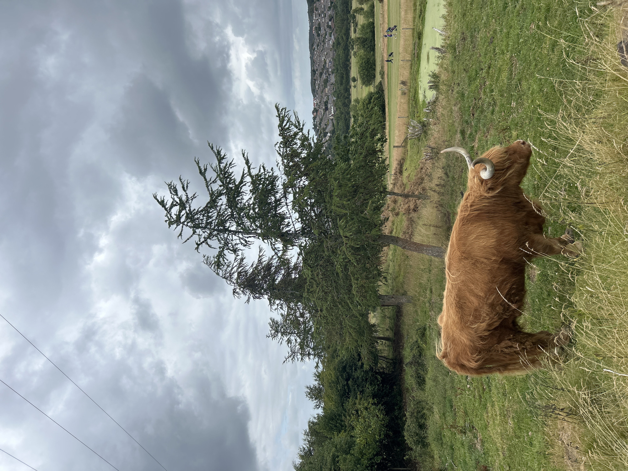 A Highland cow with long, reddish-brown fur and curved horns stands in a grassy field on a cloudy day. The cow is facing to the right, its head lowered slightly. In the background, several tall trees with sparse foliage stand on a gently sloping hill. Beyond the trees, a town with buildings and houses is visible in the distance. Several people are walking on a golf course, with golf bags and carts. A small pond, covered in green algae, is also present on the golf course. Overhead, power lines stretch across the sky. The overall atmosphere is serene and rural, despite the presence of the town and golf course. The image appears to be taken in the City of Edinburgh, United Kingdom, given the context of a Highland cow and the hilly landscape typical of the region.