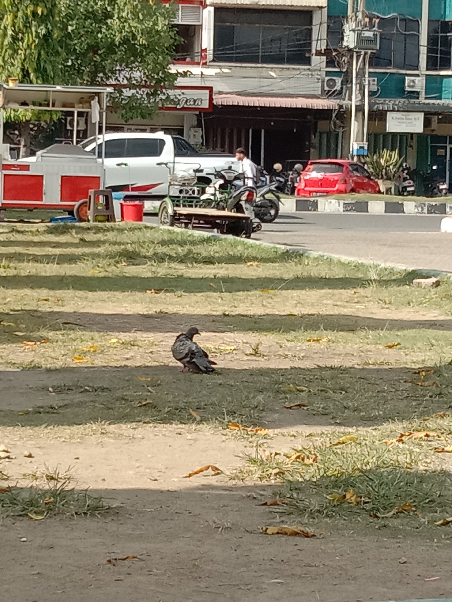 The image shows a pigeon standing on a patch of grass in an urban environment. The grass is patchy, with areas of bare earth and scattered leaves.
In the background, there is a street scene with a variety of vehicles, including a white pickup truck, a red car, and several motorcycles. There is also a food cart with red and white elements. A man in a white shirt is standing near the cart. The buildings behind the street are a mix of commercial and residential structures, with some air conditioning units visible.
Based on the urban setting and architectural styles, this image is likely taken in the city of Lhokseumawe, Indonesia.