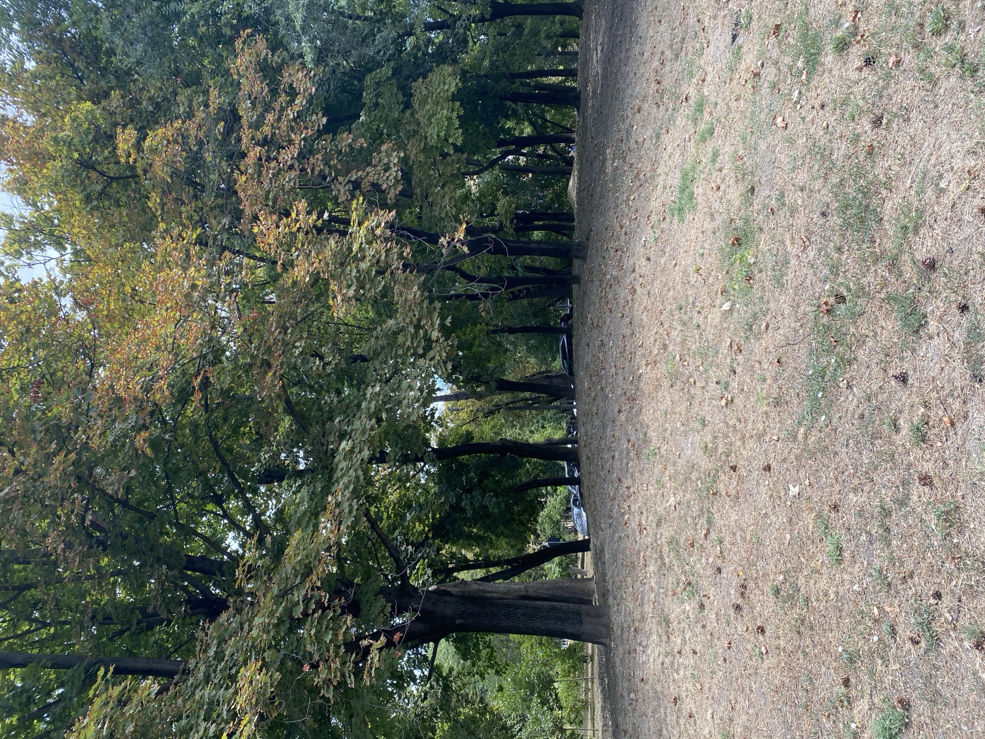 The image depicts a park in Chișinău, Moldova, likely during early autumn, as indicated by some trees displaying yellow and reddish foliage amidst predominantly green leaves. The foreground is a dry, grassy slope sparsely covered with fallen leaves and pinecones. A line of mature trees with dark bark forms a dense backdrop, their branches reaching upwards and creating a canopy. Beyond the trees, several parked cars are visible, suggesting the park is adjacent to a road or parking area. The sky is overcast, contributing to the subdued lighting. The overall scene is one of a natural, urban green space in a state of seasonal transition.