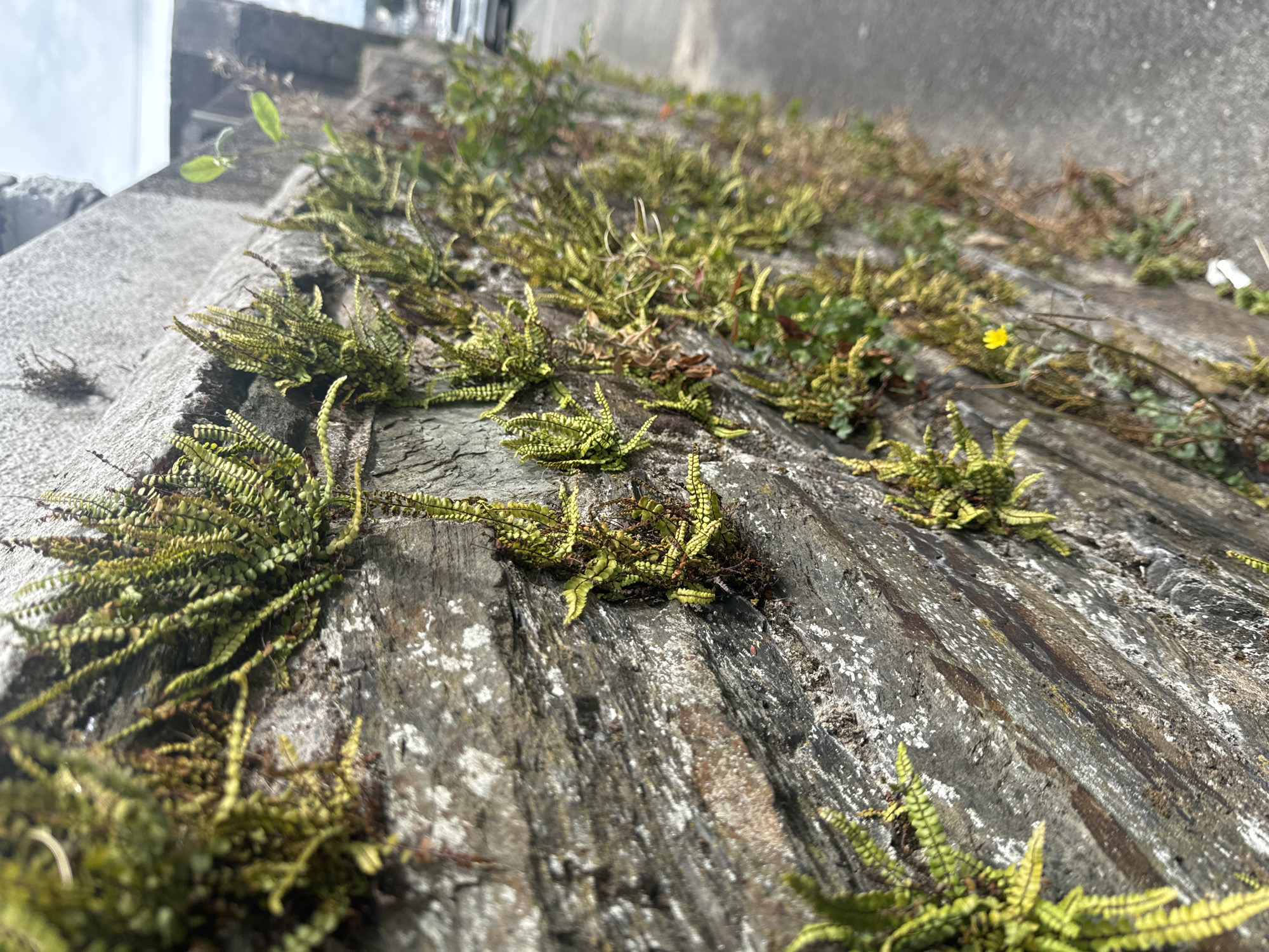 The image shows a close-up of a stone wall covered in ferns and moss, with a paved surface to the right. A single yellow flower is visible on the wall. The wall appears to be weathered and old, with layers of stone and patches of lighter-colored lichen. The ferns are small and delicate, with fronds of varying shades of green. The paving is gray and appears to be a road or sidewalk. In the background, there are some out-of-focus buildings and a body of water, suggesting an urban or coastal environment. The overall impression is one of nature reclaiming man-made structures. The location is stated to be Waterford, Ireland.