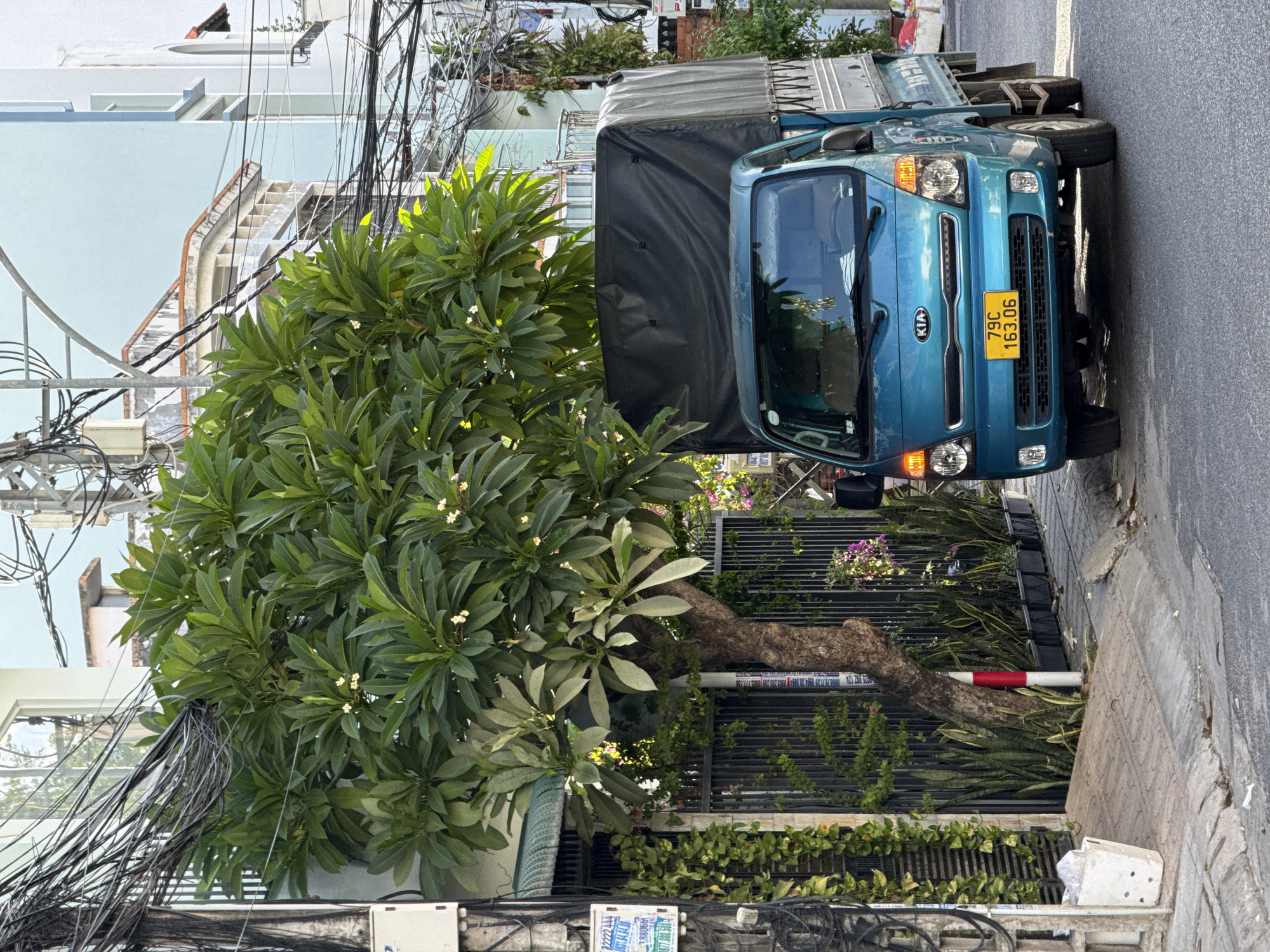 In Nha Trang, Vietnam, a teal Kia pickup truck is parked on the right side of a narrow street. The truck has a black tarp covering its cargo bed. The street is lined with buildings on the left, and a large green tree with white flowers is in the foreground. A black metal fence is behind the tree, with potted plants and ivy growing along it. The sidewalk is paved with gray tiles. Overhead, a dense network of electrical wires crisscrosses the sky, typical of urban Vietnamese street scenes. A white trash can is located on the sidewalk to the left of the tree. The license plate on the truck reads "79C 163.06".