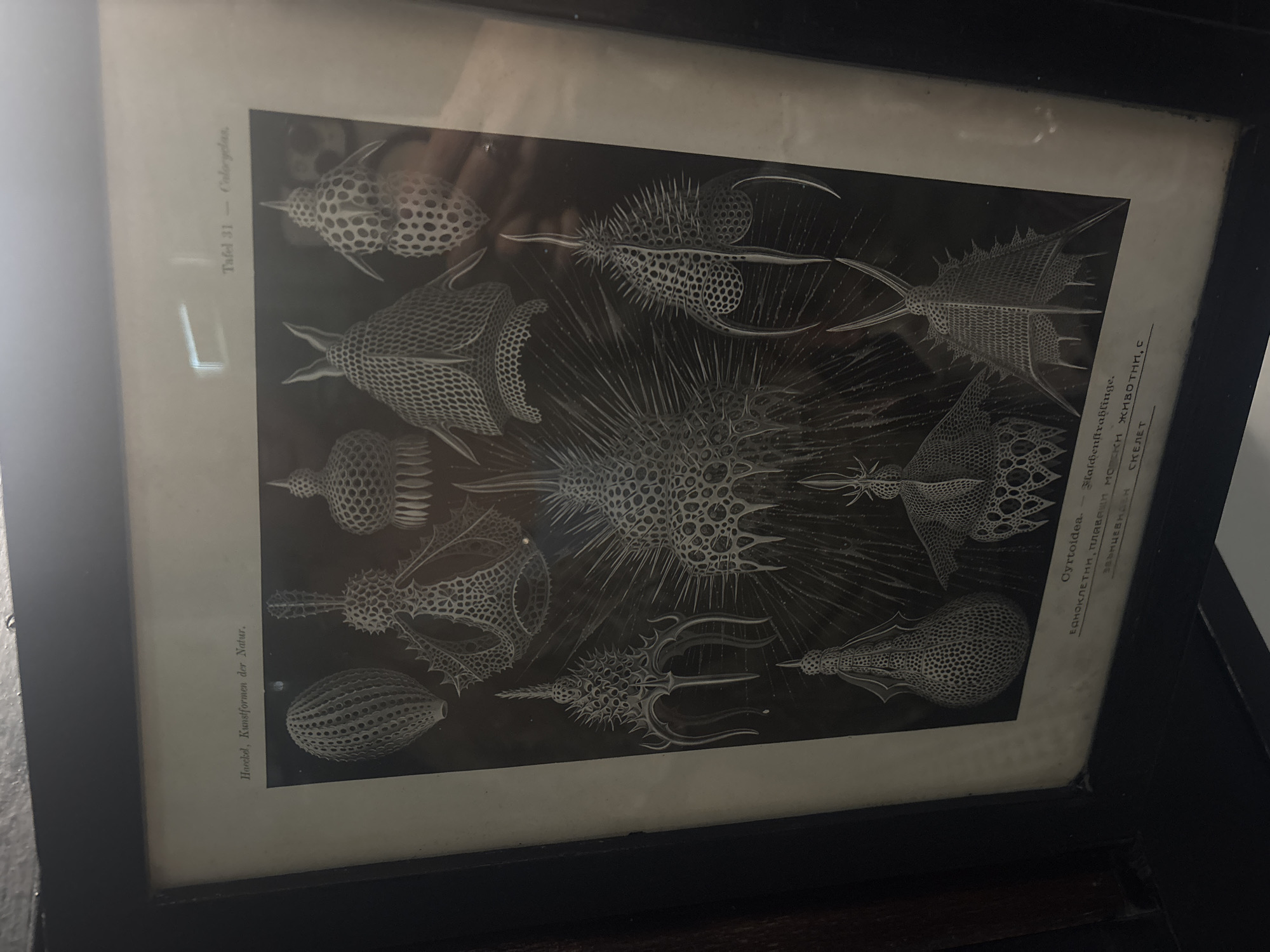 A framed print is on display. The print depicts a variety of radiolarians, microscopic single-celled organisms, in a black and white style. The print is captioned with text in German and Cyrillic. One line is "Haeckel, Kunstformen der Natur." Another is "Tafel 31 - Caloryclas." Another is "Cyrtoidea - Maschenstrahlinge."
There is no information in the image to suggest the location of the image is Varna, Bulgaria.