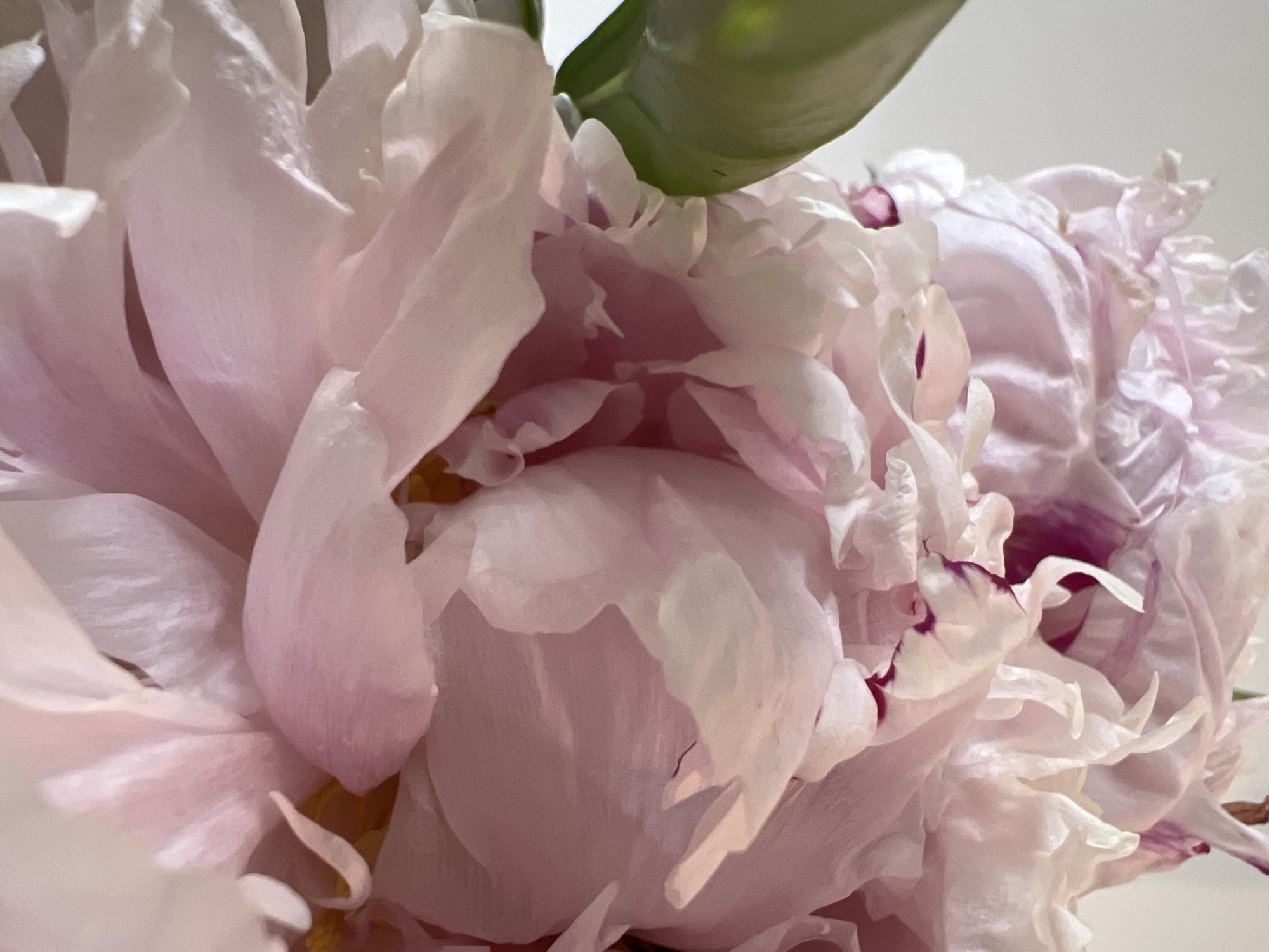 This close-up, high-angle shot captures the delicate petals of several pink peonies. The flowers fill the frame, with a few green leaves visible at the top. The petals are soft and layered, displaying a range of light pink hues with some darker, magenta accents around the edges of a few petals. The lighting is soft and diffused, suggesting an indoor setting or an overcast day. The focus is sharp on the intricate details of the petals, highlighting their translucent quality and subtle textures. There is no discernible text in the image. The scene evokes a sense of natural beauty and tranquility.