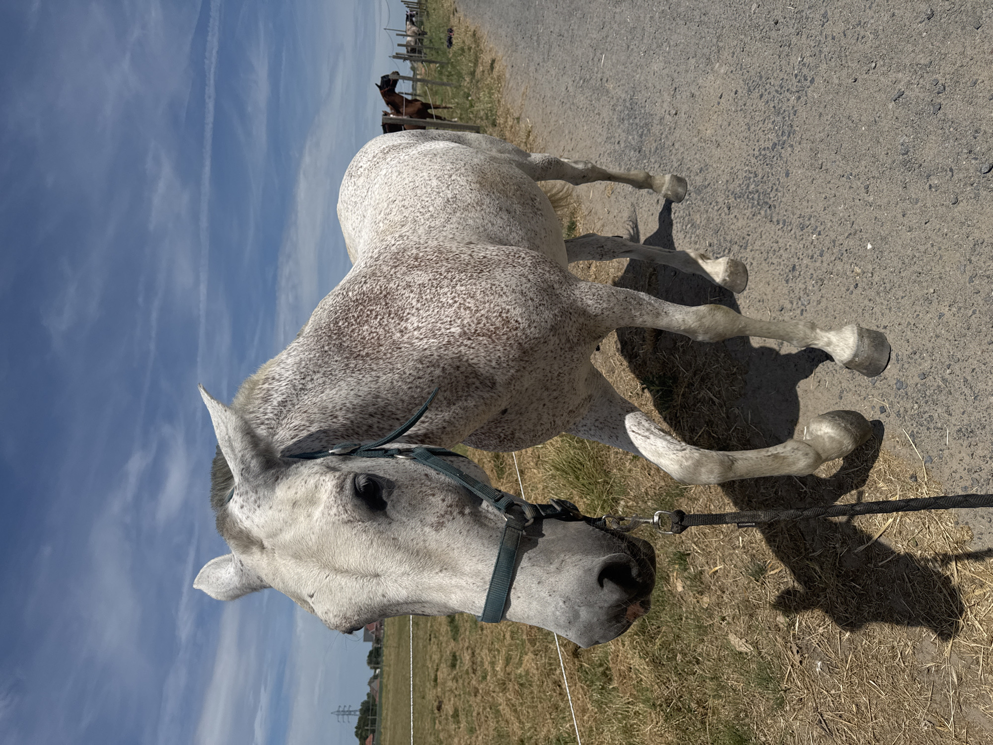 A dappled grey horse stands on a gravel path in Estaimpuis, Belgium, on a sunny day. The horse is facing left, with its head lowered slightly. It is wearing a green halter and a lead rope is attached to the halter, hanging down to the ground. The horse's coat is white with numerous small brown spots. Behind the horse, a dry, grassy field is visible, separated by a white electric fence. In the distance, there are more horses in a fenced enclosure, a power line tower, and some buildings. The sky is blue with scattered white clouds. The scene appears to be a rural setting, possibly a farm or equestrian facility.