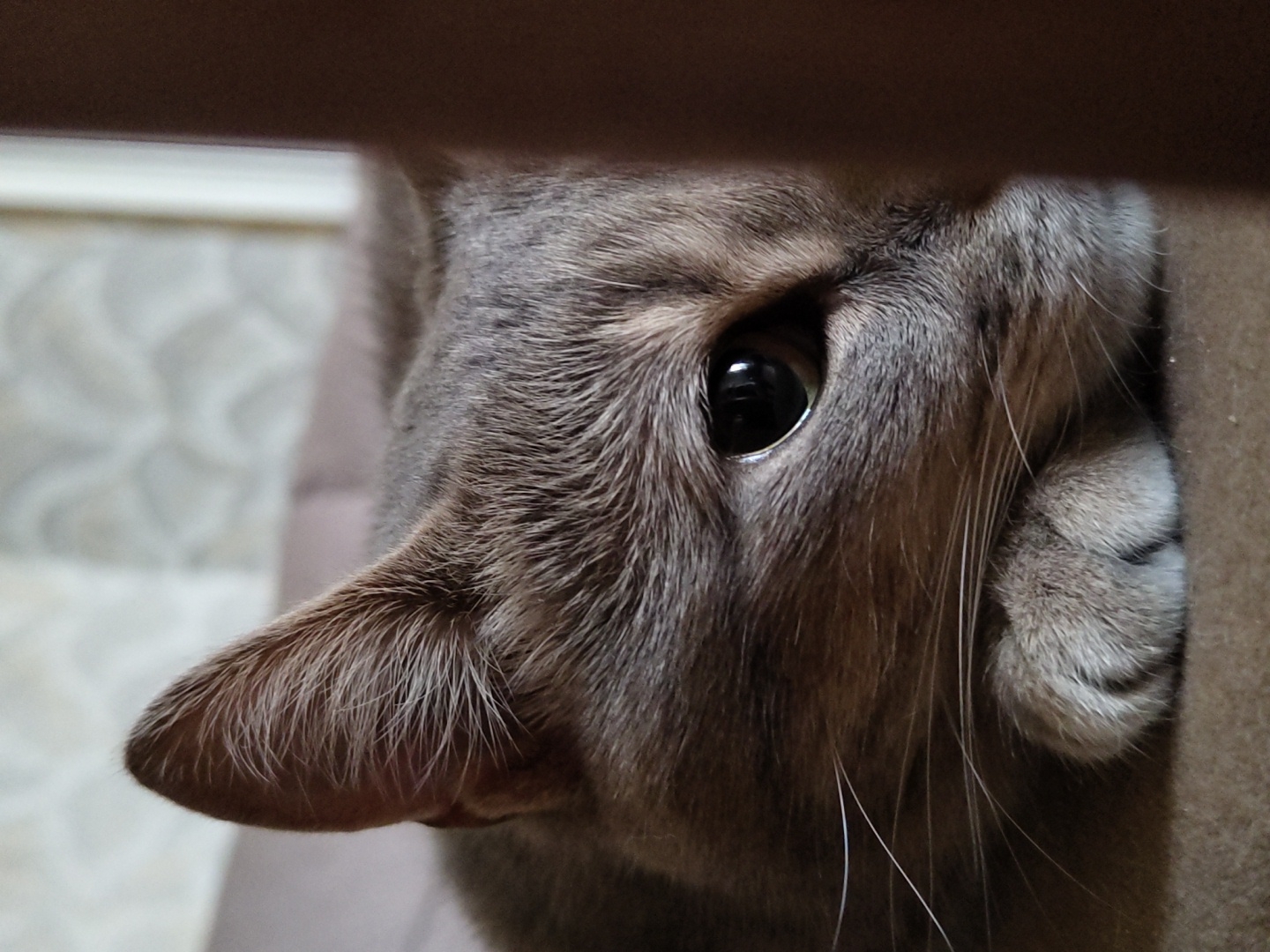 The media file is a close-up photograph of a gray cat peeking from behind a dark brown, possibly wooden, object. The cat's eye is large and black, reflecting the light, and its ear is visible on the left side of the frame. The cat's fur is short and gray, with some lighter markings around its eye. A paw is tucked away on the right side of the frame, partially obscured by the brown object. The background is blurred, showing a light-colored, possibly patterned surface. The lighting suggests an indoor environment, possibly with artificial light, and the overall mood is one of curiosity or playfulness, as the cat seems to be observing something. There is no visible text in the image.