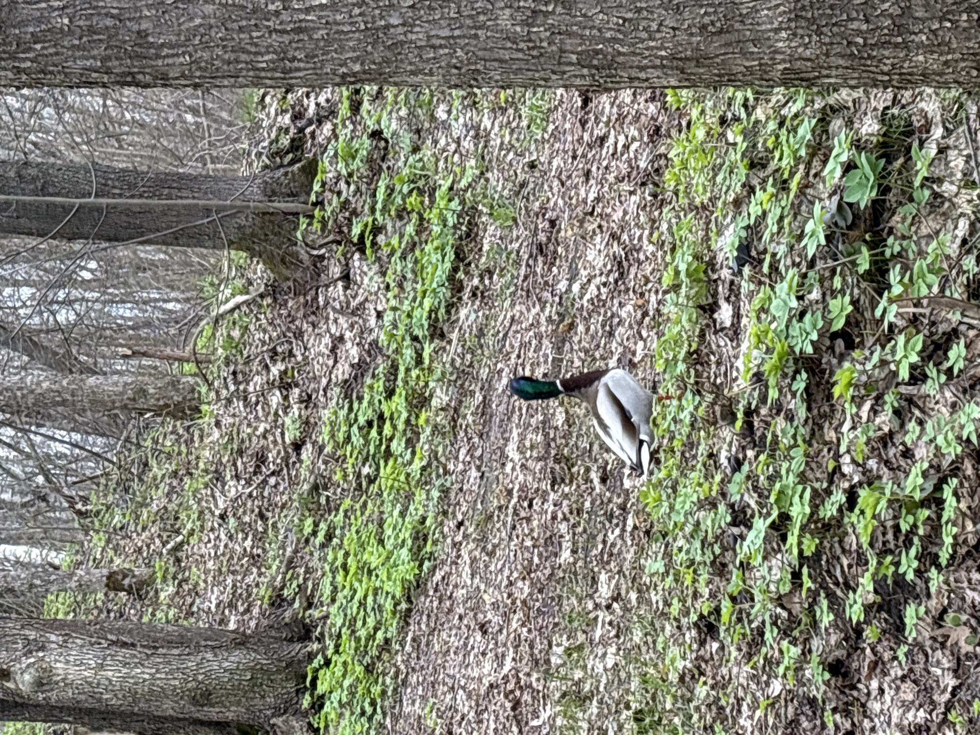 A male mallard duck is depicted walking or foraging on a forest floor in natural daylight. The duck, with its characteristic iridescent green head, white neck ring, and grey and brown body, is positioned on the right side of the frame, facing towards the left with its head slightly lowered. The ground is covered extensively with light brown, dried leaves, punctuated by numerous clusters of bright green, low-lying plants. In the background and along the left edge of the image, several tree trunks with textured bark are visible. Behind these trunks, a dense network of bare, dark branches suggests deciduous trees, indicating a season like late winter or early spring before full leaf emergence. The lighting is even and diffused, characteristic of an overcast day or soft daylight. No text is visible in the image.
