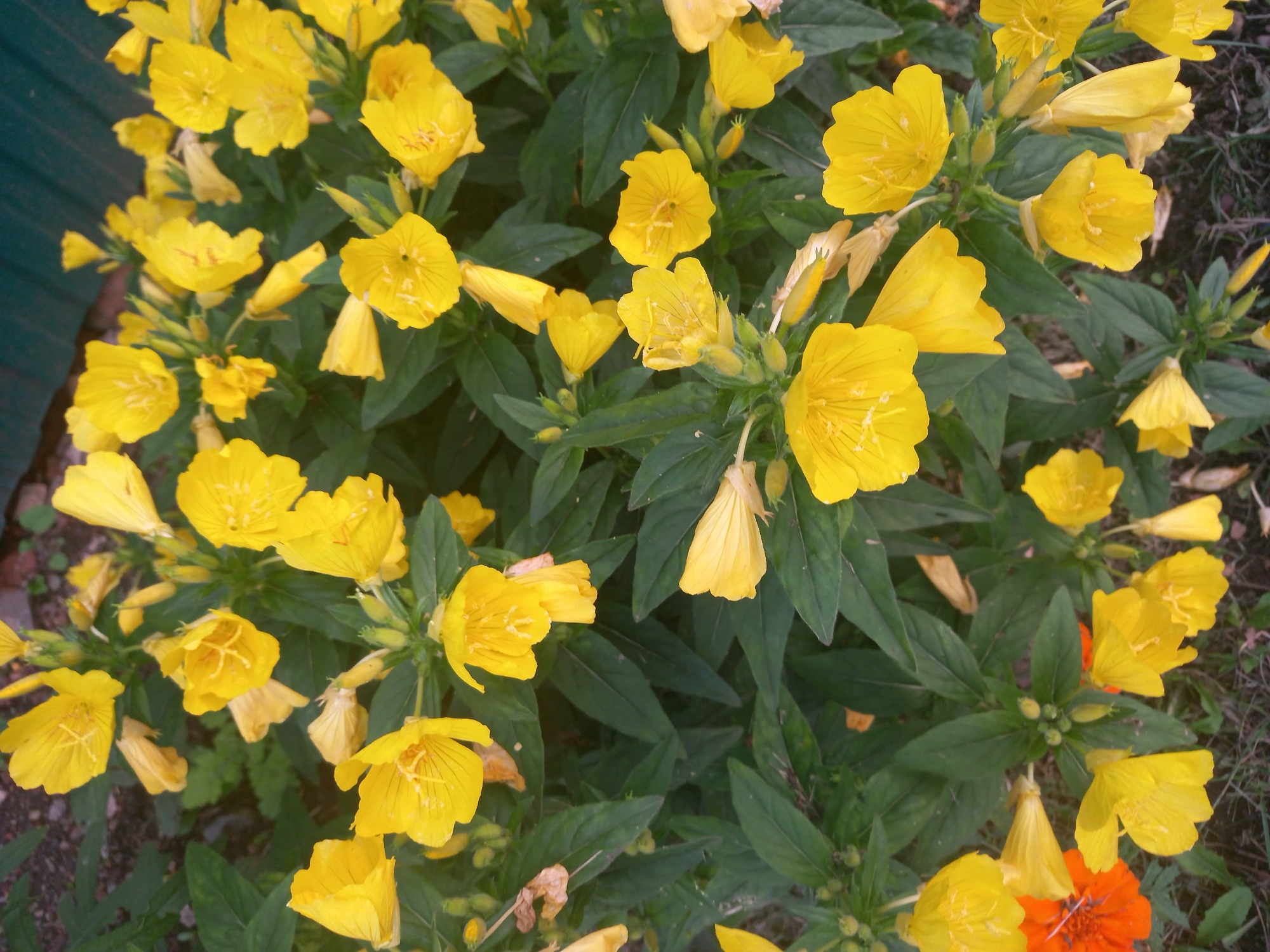 This media file captures a close-up view of a cluster of bright yellow flowers with green foliage. The flowers are in various stages of bloom, with some fully open and others still in bud. Their petals are delicate and crinkled, with visible veins. Some of the flowers appear to be on tall stems, while others are nestled closer to the ground. Among the yellow flowers, a single vibrant orange flower is visible, adding a contrasting pop of color. The background is a blur of greenery and hints of darker earth or ground cover, suggesting an outdoor setting. There is no visible text in the image. The lighting suggests it could be daytime, with no strong shadows indicating harsh sunlight. The overall impression is one of natural beauty and the abundance of blooming flora. The location context provided is Sterlibashevo, Russia, which implies this is likely a scene from that region.