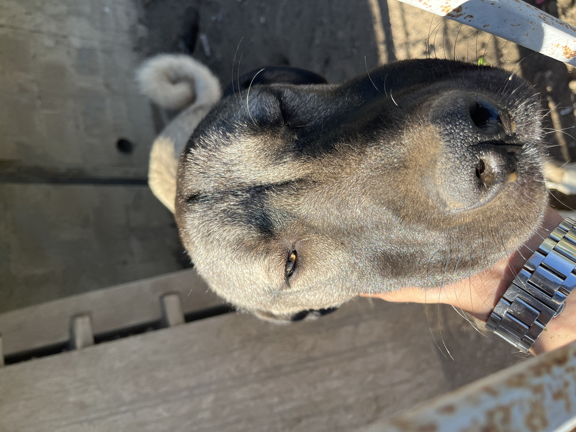 In Tanayka, Russia, a close-up perspective shot focuses on the face of a large dog, likely a Kangal Shepherd Dog due to its build and markings, as it is being petted by a human hand wearing a metal-link wristwatch. The dog's eyes are partially closed, its left eye visible with a yellowish iris, and its snout, characterized by a textured black nose and prominent whiskers, dominates the foreground. Sunlight casts a warm glow, highlighting the dog's fur and the texture of its skin. The background is indistinct, showing a rustic outdoor environment with a rough, possibly concrete wall and a hint of a wooden structure to the left. The dog's body tapers off into the background, where its curled tail is partially visible, suggesting a relaxed or curious posture.