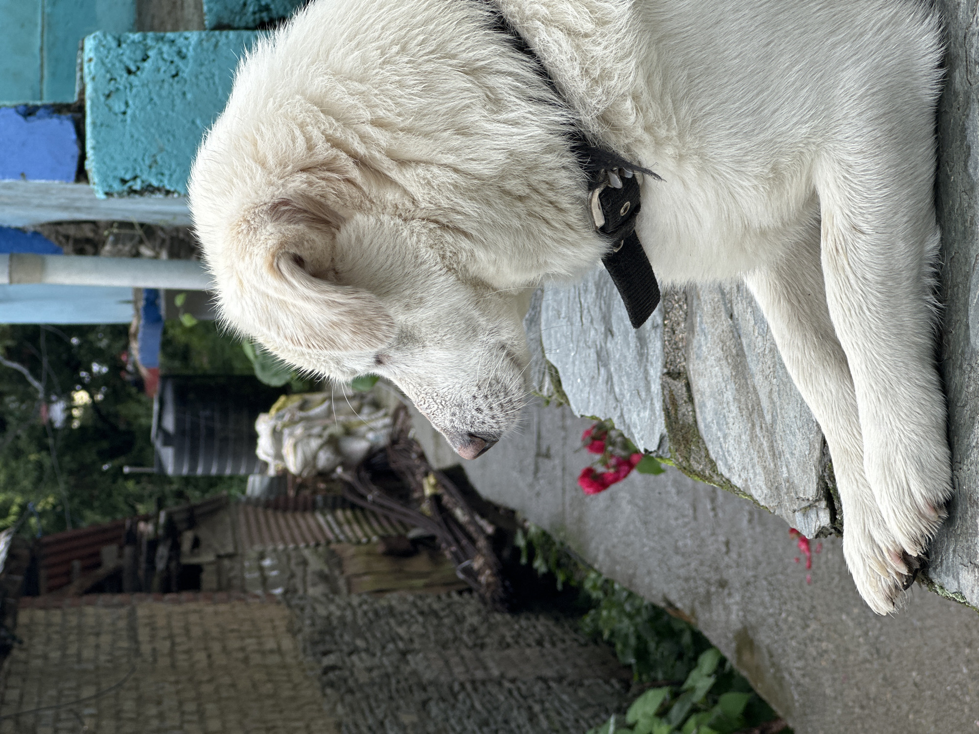 A white dog with a black collar is shown outdoors. The dog is facing down, with its head and front paws visible. The background is blurred, but it appears to be a rustic setting with a stone wall, some greenery, and what looks like buildings or structures further in the distance. There is a hint of red flowers near the dog. The image is a close-up of the dog, with a shallow depth of field that blurs the background. The lighting suggests it could be daytime.