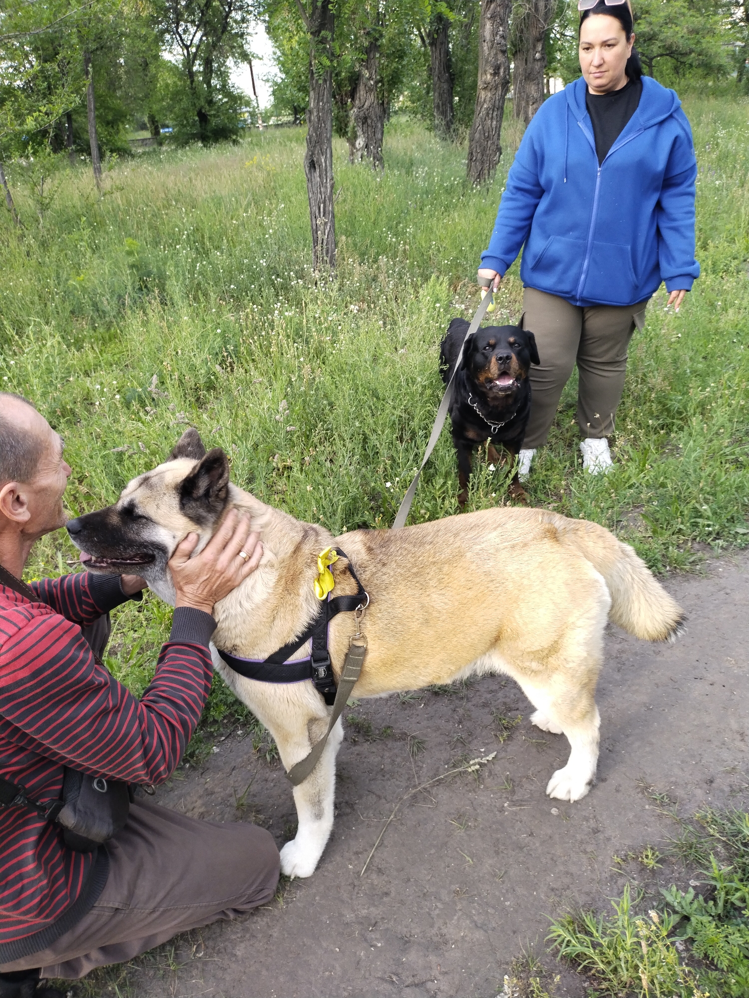 In an outdoor setting, likely a park or natural area in Horishni Plavni, Ukraine, two people are interacting with their dogs. The scene shows a man kneeling on a dirt path, affectionately petting a light-colored, Akita-like dog with a black harness. The dog appears to be enjoying the attention, with its eyes closed. The man wears a red and black striped long-sleeve shirt and brown cargo pants, and has a ring on his left hand. To the right, a woman stands holding the leash of a dark-colored Rottweiler, which wears a metal chain collar and looks directly forward with an open mouth. The woman is dressed in a blue hooded zippered jacket over a dark t-shirt, olive green cargo pants, and white sneakers, with sunglasses resting on her head.
The ground is a mix of a well-worn dirt path and lush green grass dotted with small white and yellow wildflowers. Tall trees with visible bark stand in the background and foreground, indicating a wooded or semi-wooded environment. The lighting suggests it is daytime, possibly a slightly overcast or late afternoon setting. Both dogs are on leashes, suggesting they are on a walk or outing. No visible text is present in the image. The overall impression is one of a casual, affectionate moment between people and their pets in a natural environment.