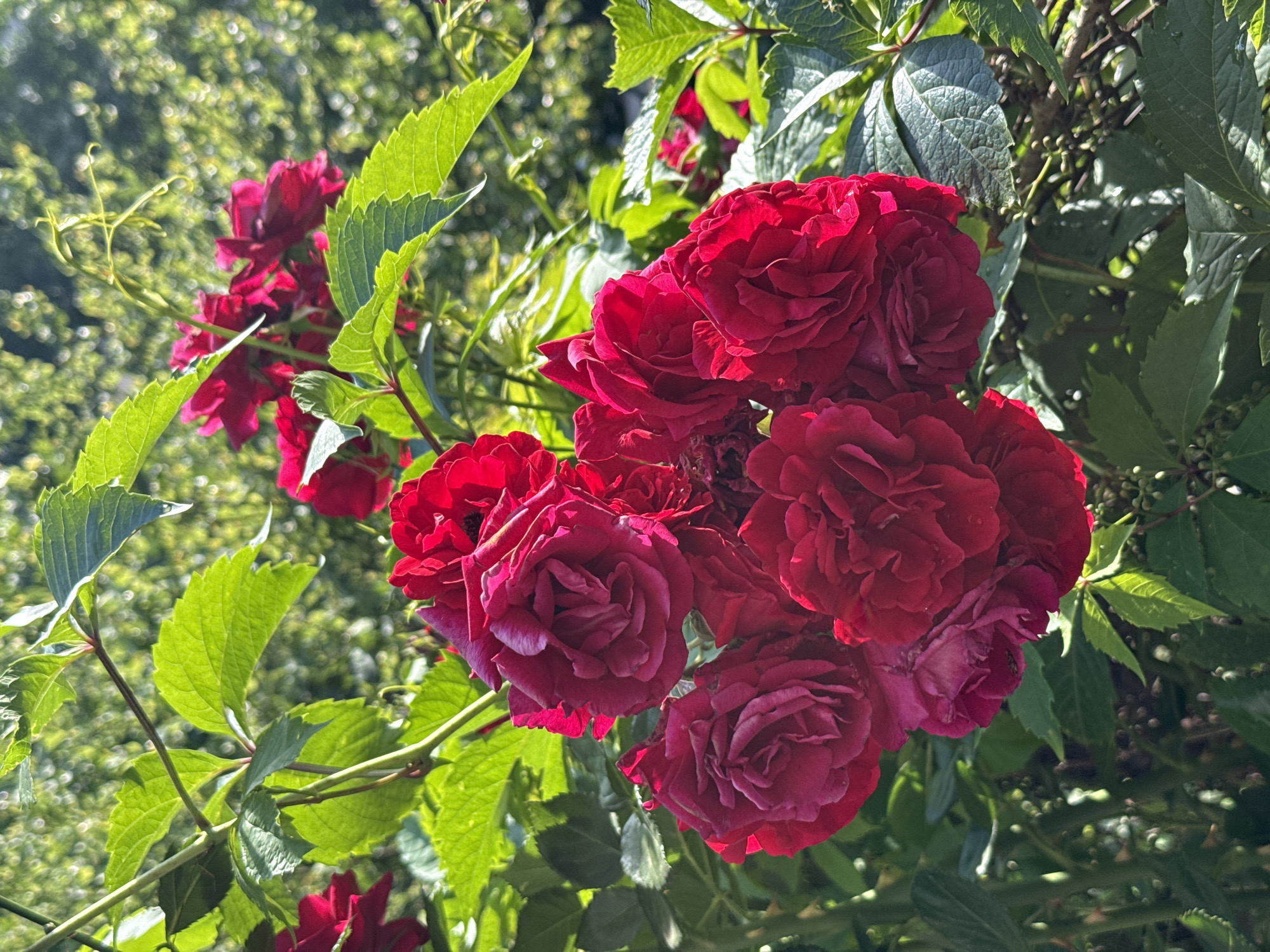 The image shows a close-up view of a cluster of red roses growing outdoors. The roses are in full bloom, with multiple layers of petals forming each flower head. Green leaves surround the roses. The background is a mix of foliage and sunlight. The specific location in Pleven, Bulgaria is not discernible.