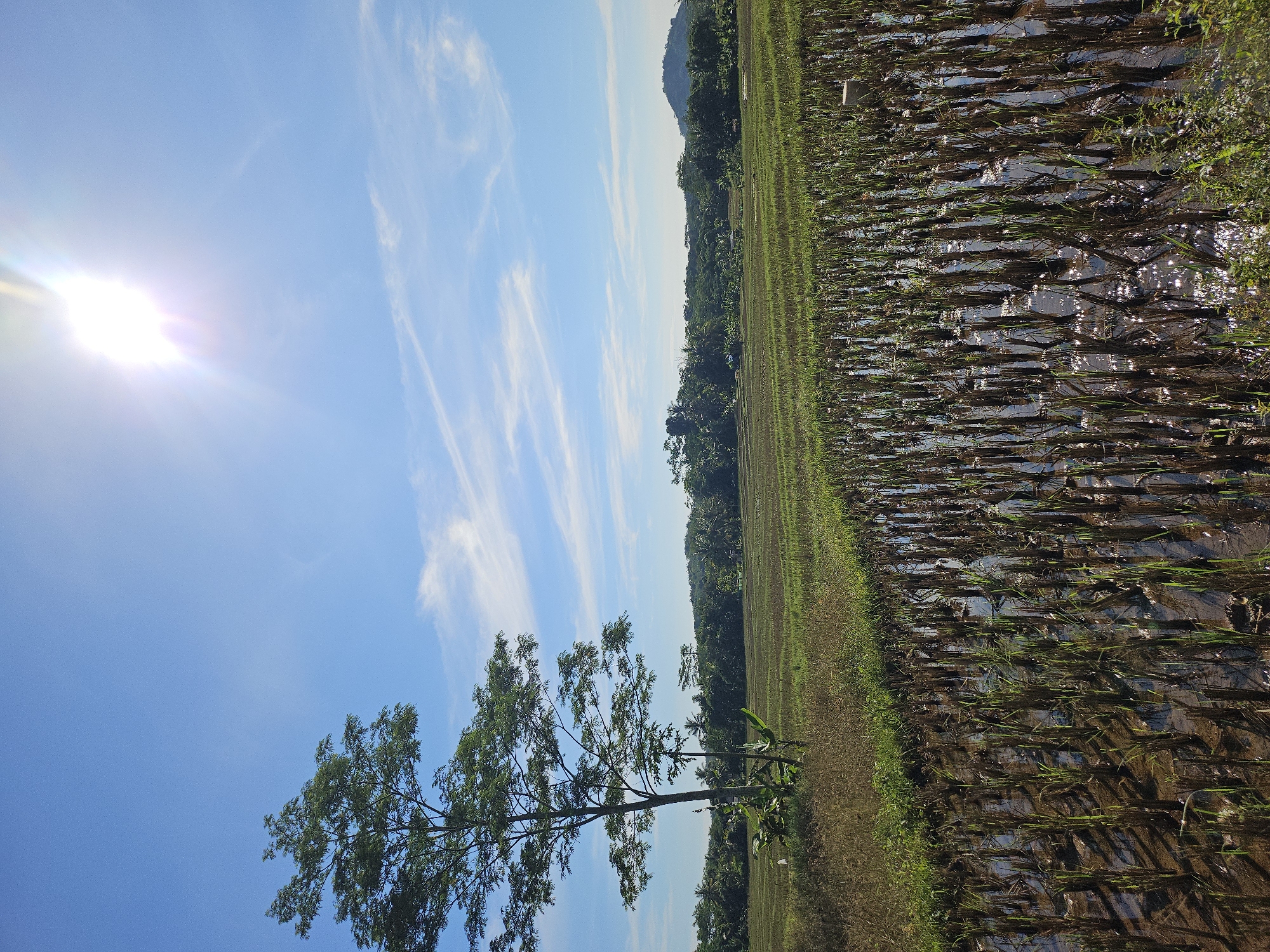 The image shows a landscape in Jasinga, Indonesia. A rice paddy field occupies the right side, partially submerged in water with young rice plants visible. To the left of the field is a line of vegetation, including trees and shrubs. In the foreground, a slender tree with green leaves stretches upwards. The sky is blue with wispy clouds and a bright sun in the upper left corner. In the distance, a hill or small mountain is visible on the horizon.