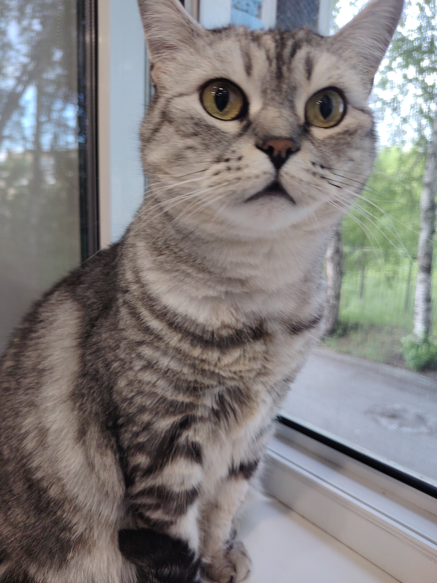A close-up, eye-level shot features a silver tabby cat sitting on a white windowsill. The cat is facing forward, looking slightly upwards and to the right with its large, yellow-green eyes. Its fur exhibits a classic tabby pattern of dark gray stripes against a lighter gray background. The cat's ears are pointed upwards, and its mouth is slightly open, revealing a pink tongue.
Behind the cat, a window is visible. The left side of the window shows a reflection of what appears to be trees and sky, possibly from another building. The right side of the window looks out onto an outdoor scene with trees and greenery, suggesting a location with some natural surroundings. The window screen is partially visible, creating a slightly blurred effect on the outdoor view. The overall impression is of a domestic indoor setting with a view of the outside.