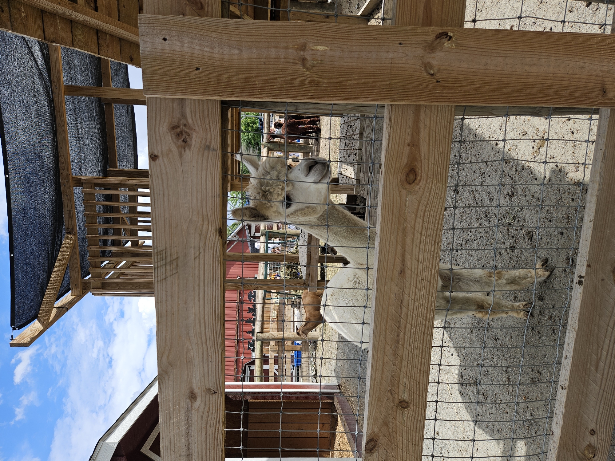 An outdoor scene at a petting zoo in Hillsdale, United States of America, features a light-colored alpaca standing behind a wooden fence and wire mesh. The alpaca is facing to the right, with its head turned towards the viewer. Its body is mostly white and fluffy, and its legs are visible. In the background, there are more wooden structures, including a covered area with a black mesh shade and a red building. Another animal, possibly a goat, is visible in the middle ground, further back in the enclosure. The ground is covered in dirt and gravel. The sky above is blue with scattered white clouds.